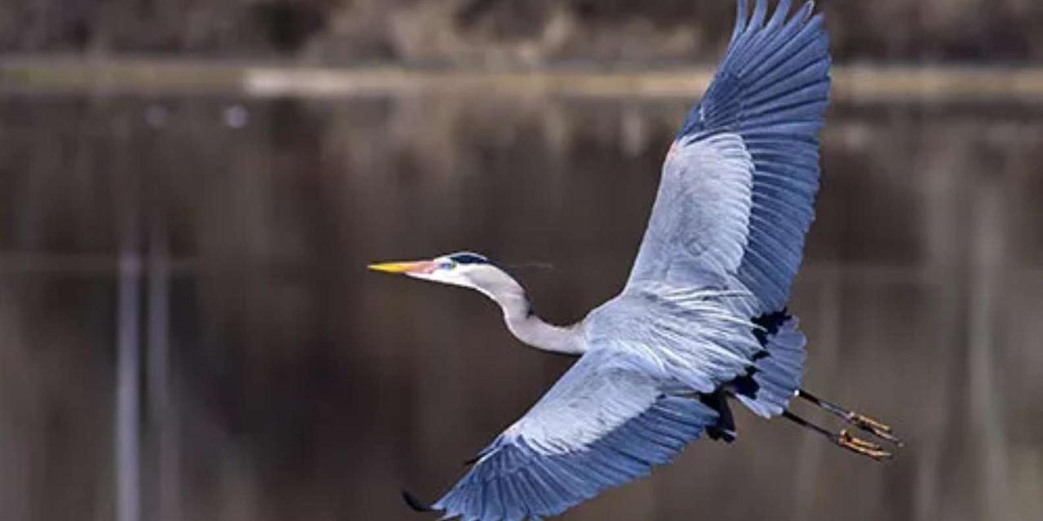 New Orleans Pontoon Swamp Tour with Wildlife Viewing - Image 6