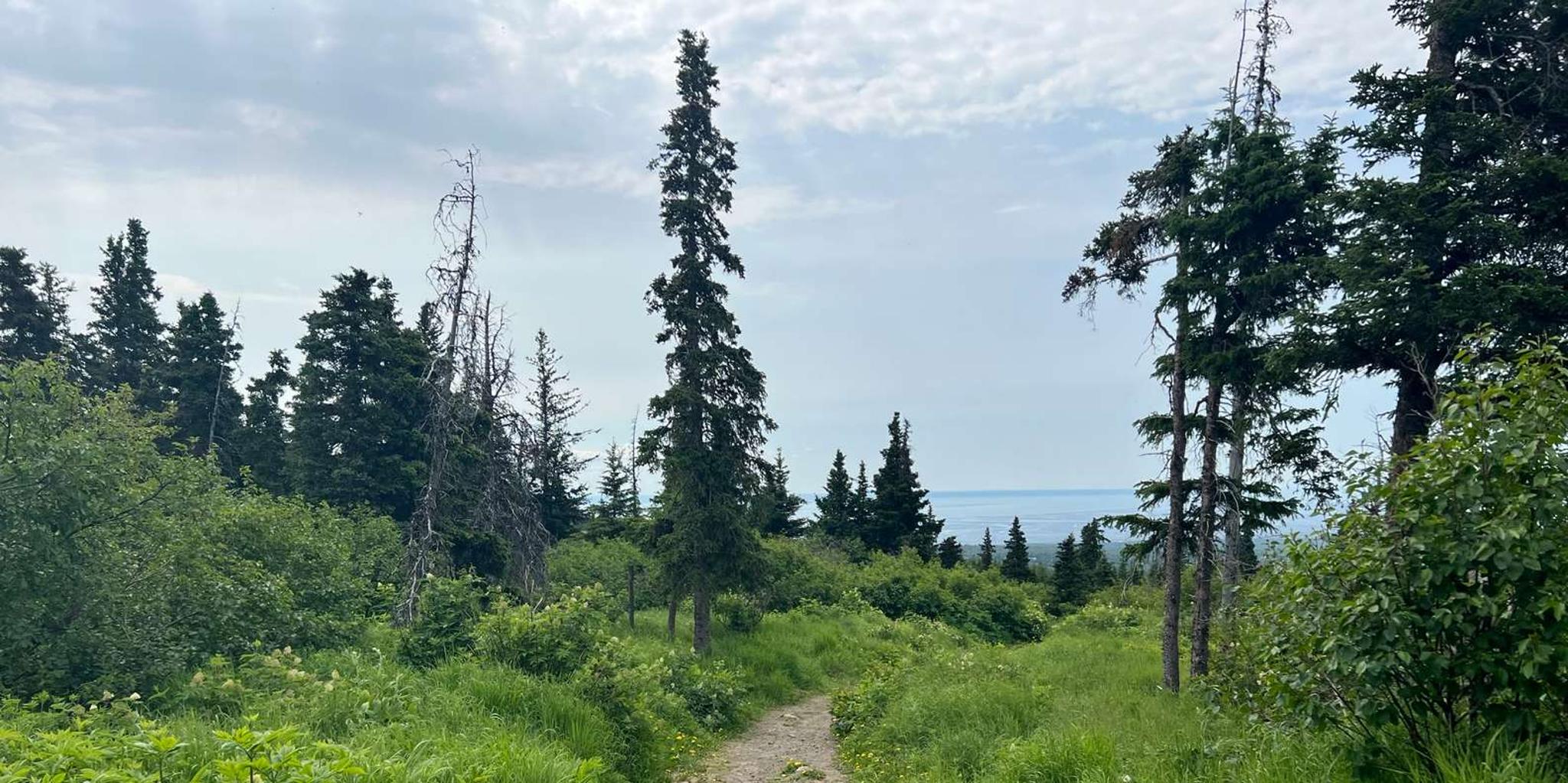 Anchorage Chugach State Park Nature Walk - Image 6