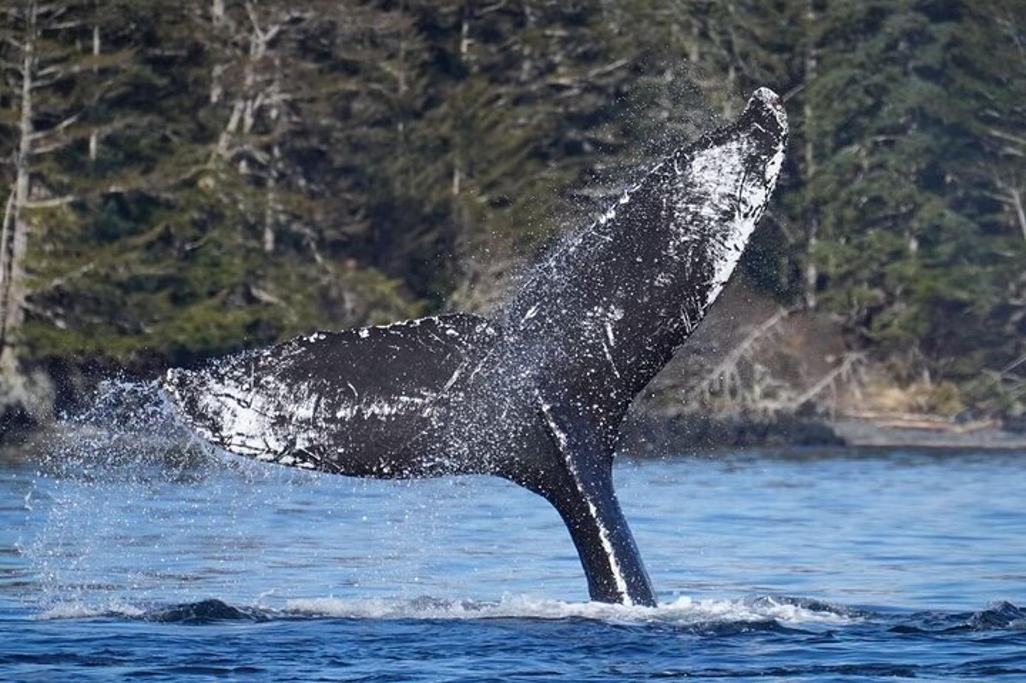 Sitka Whale Watching Wildlife Excursion