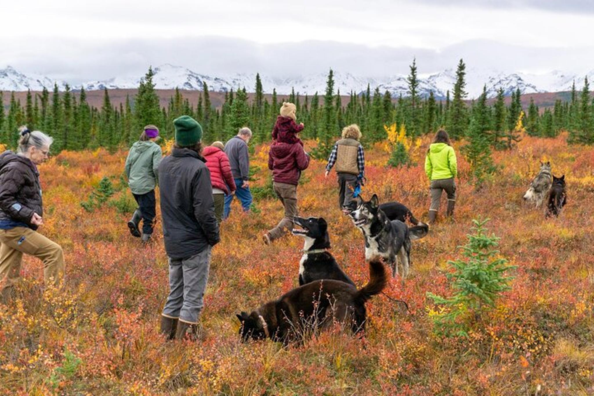 Denali Tundra Walk with Sled Dogs 1 hr - Image 5