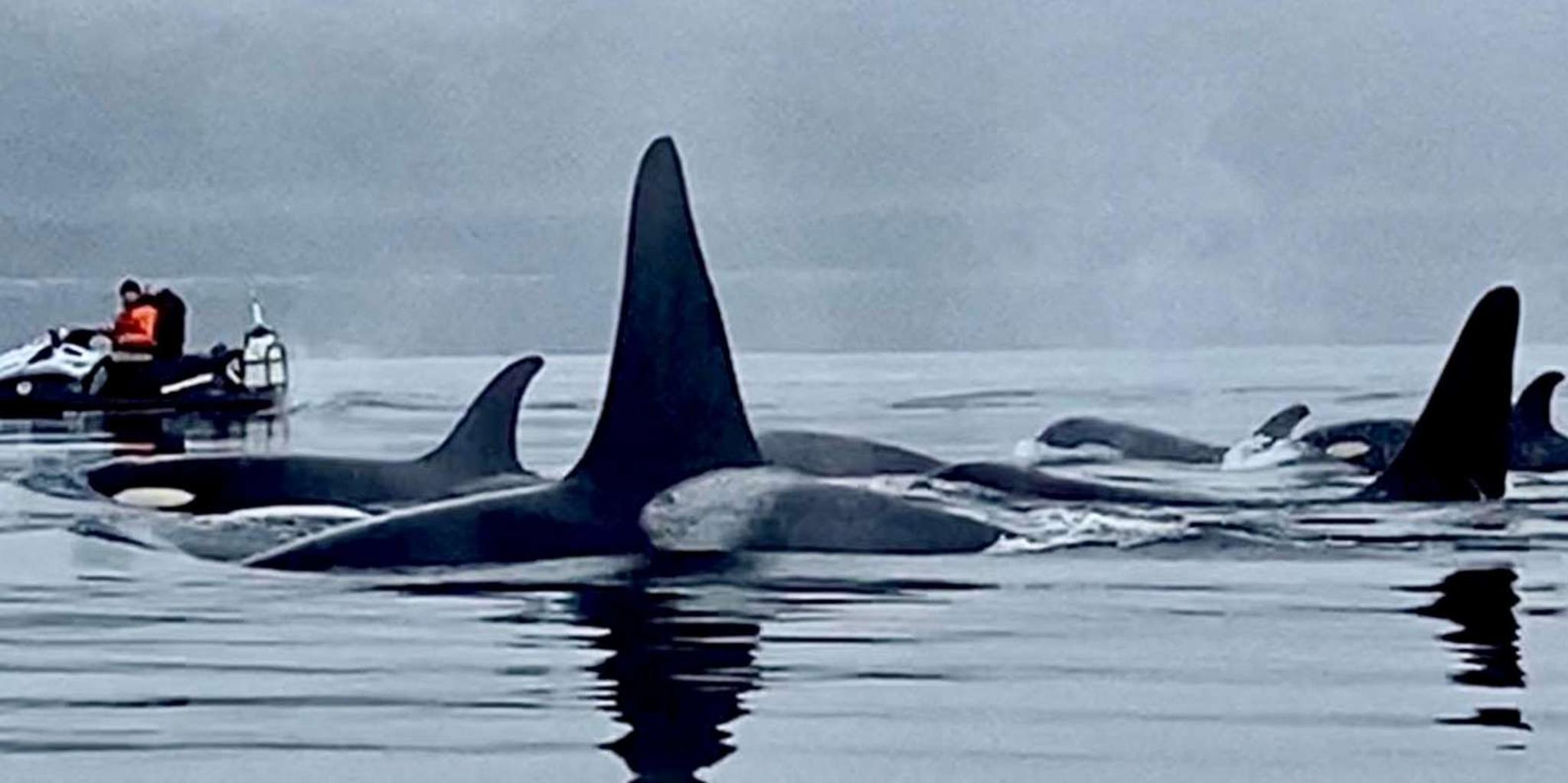 Juneau Jetski and Whale Adventure - Image 6