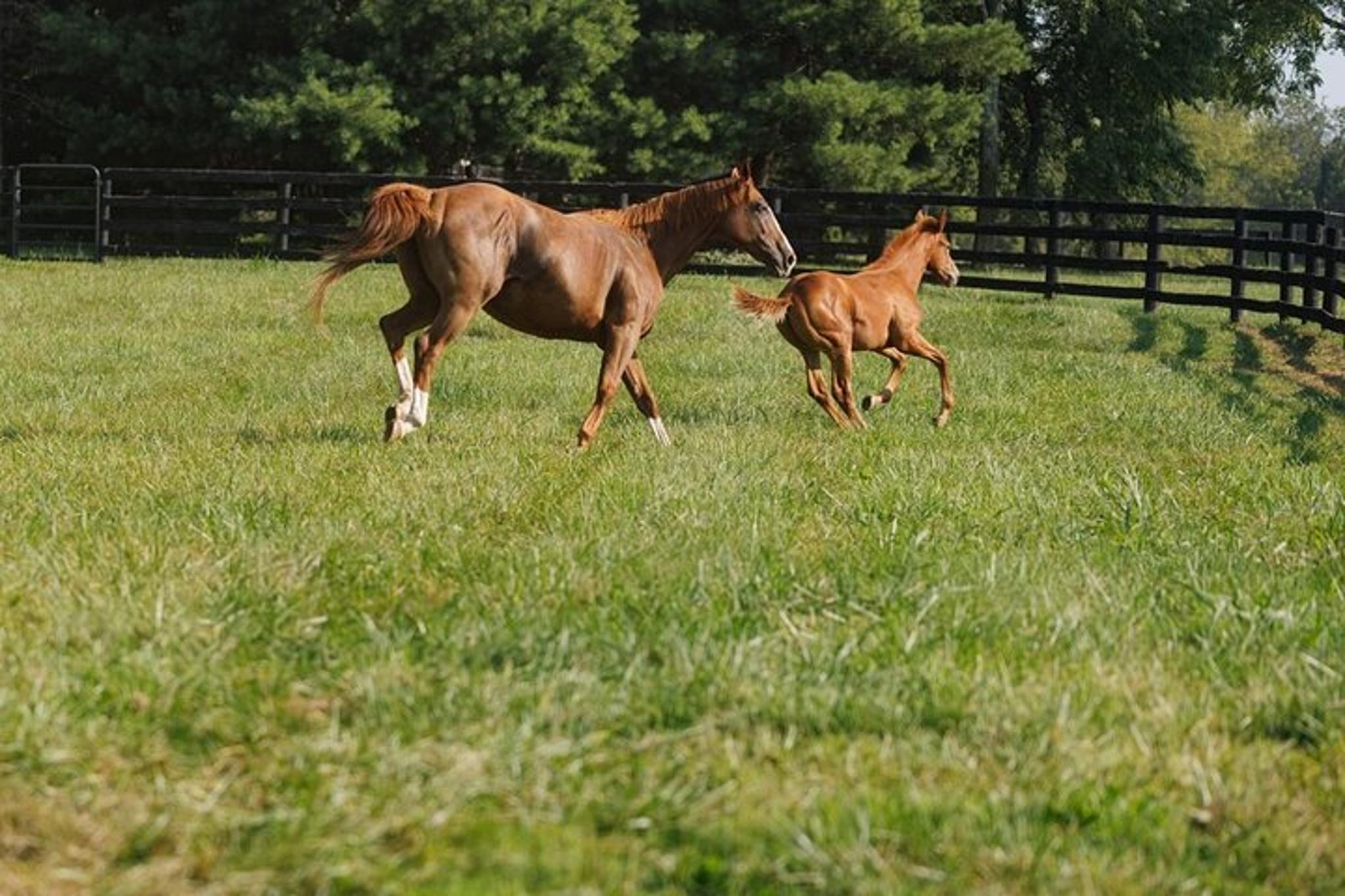 Louisville Bourbon and Horse Farm Tour - Image 2