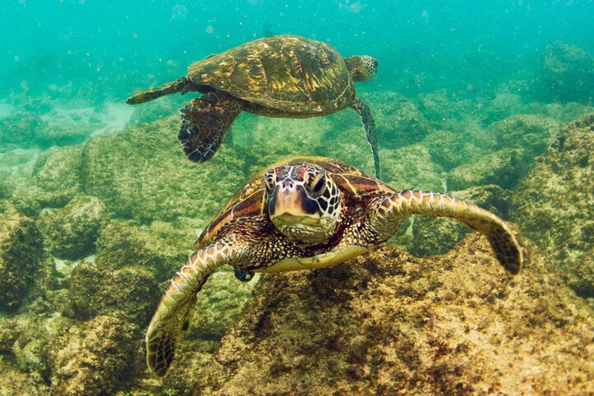 Waikiki Glass Bottom Boat Tour