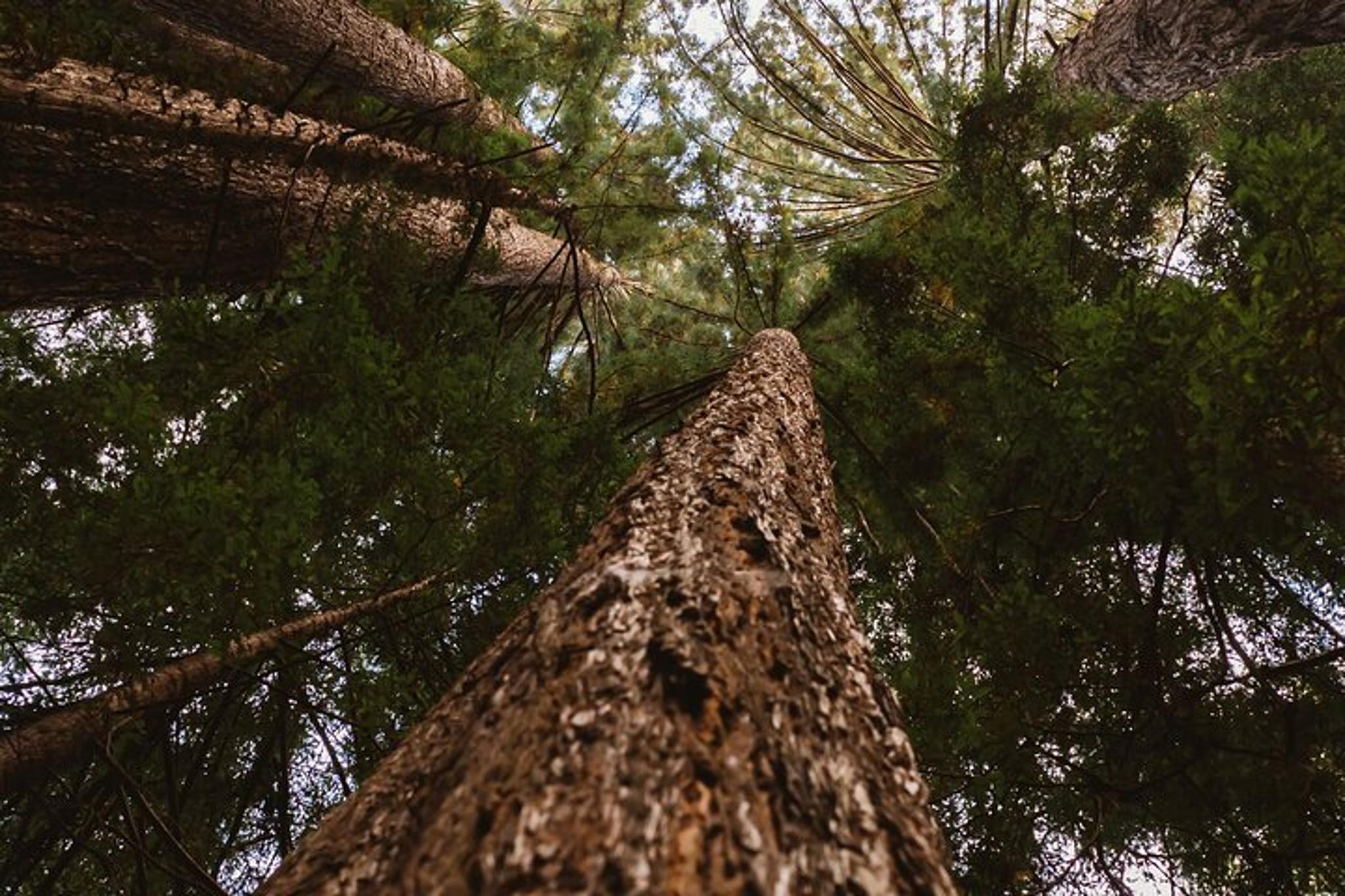 Napa Valley Food and Wine Pairing with Redwoods Exploration - Image 3