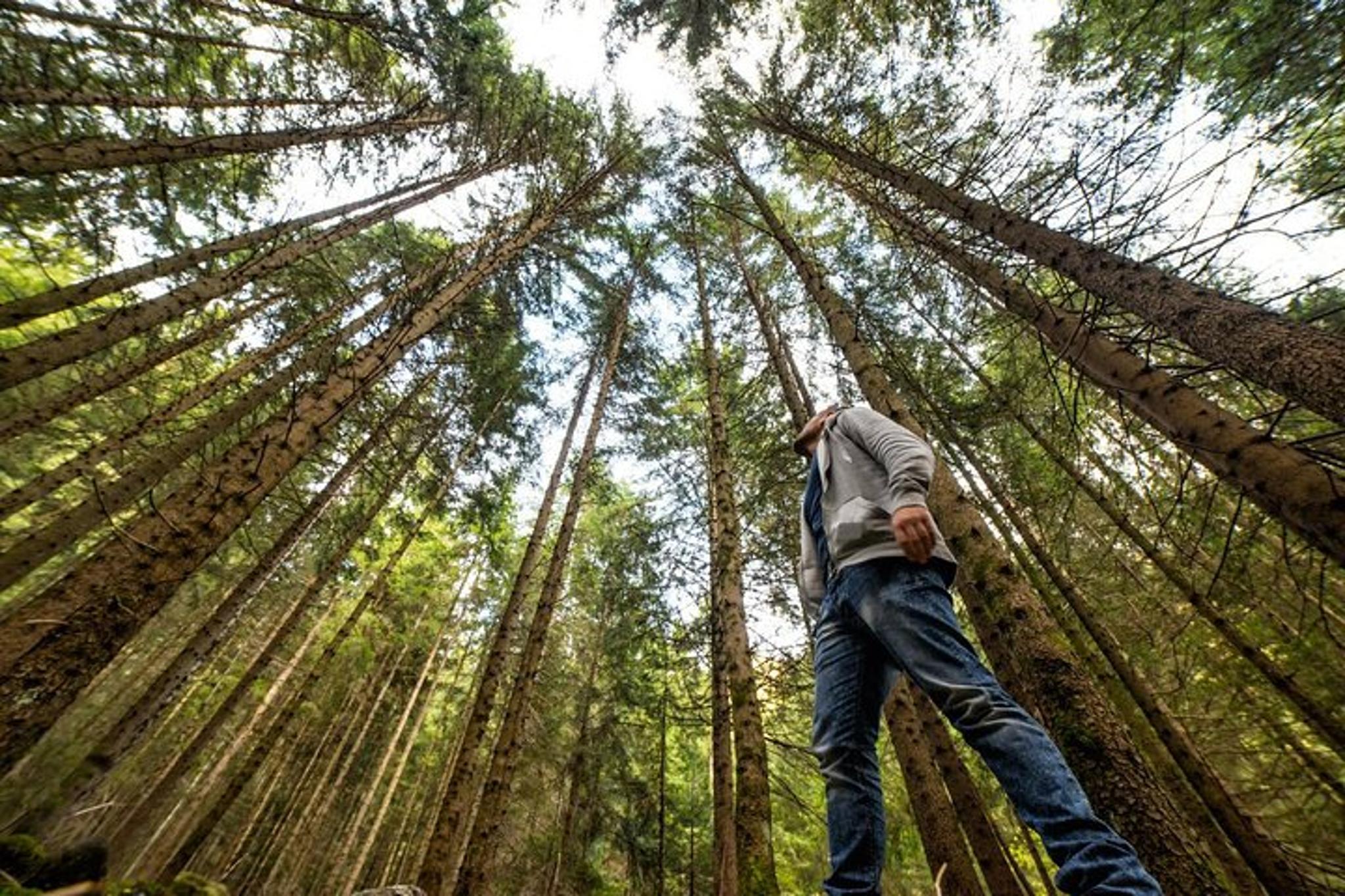 San Francisco Alcatraz Island and Muir Woods Tour - Image 5
