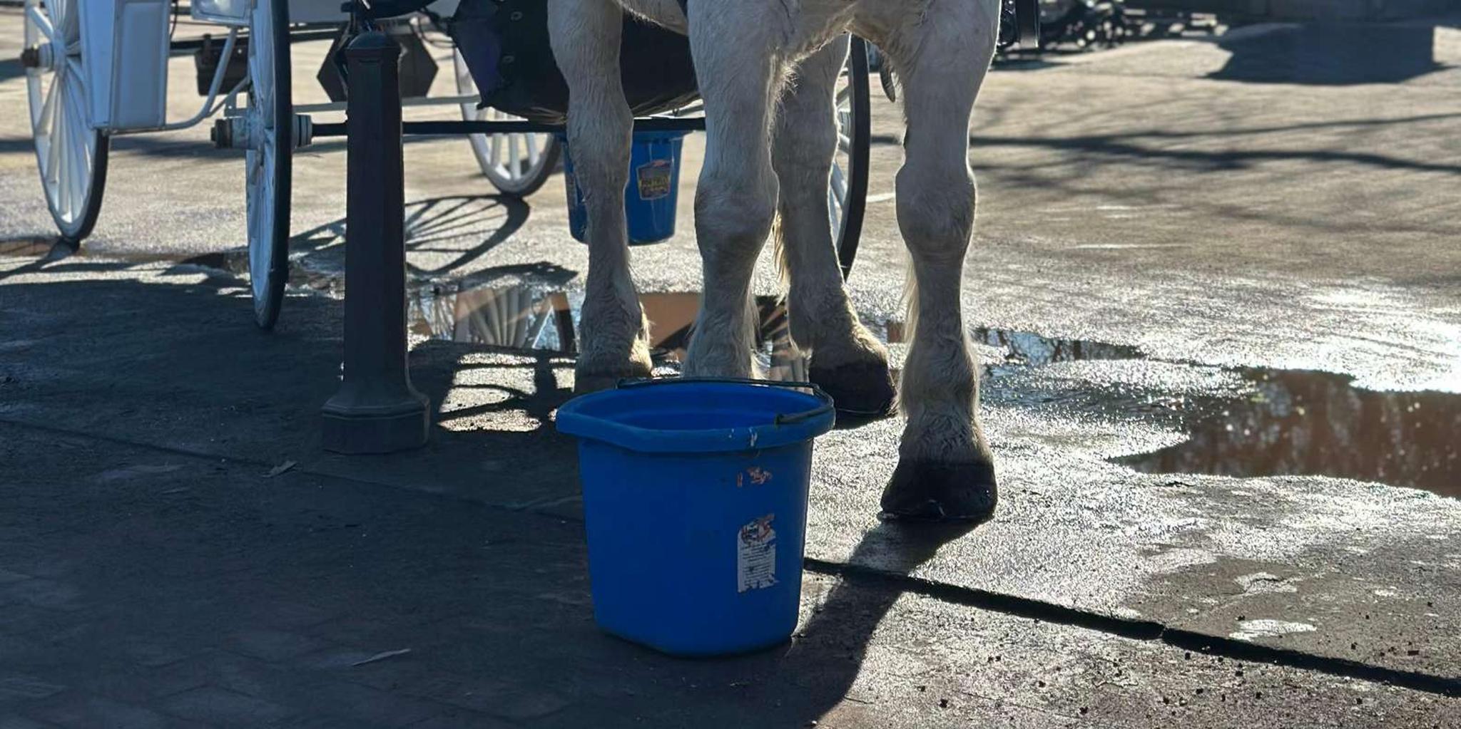 New York Central Park Horse Carriage Ride 50 min