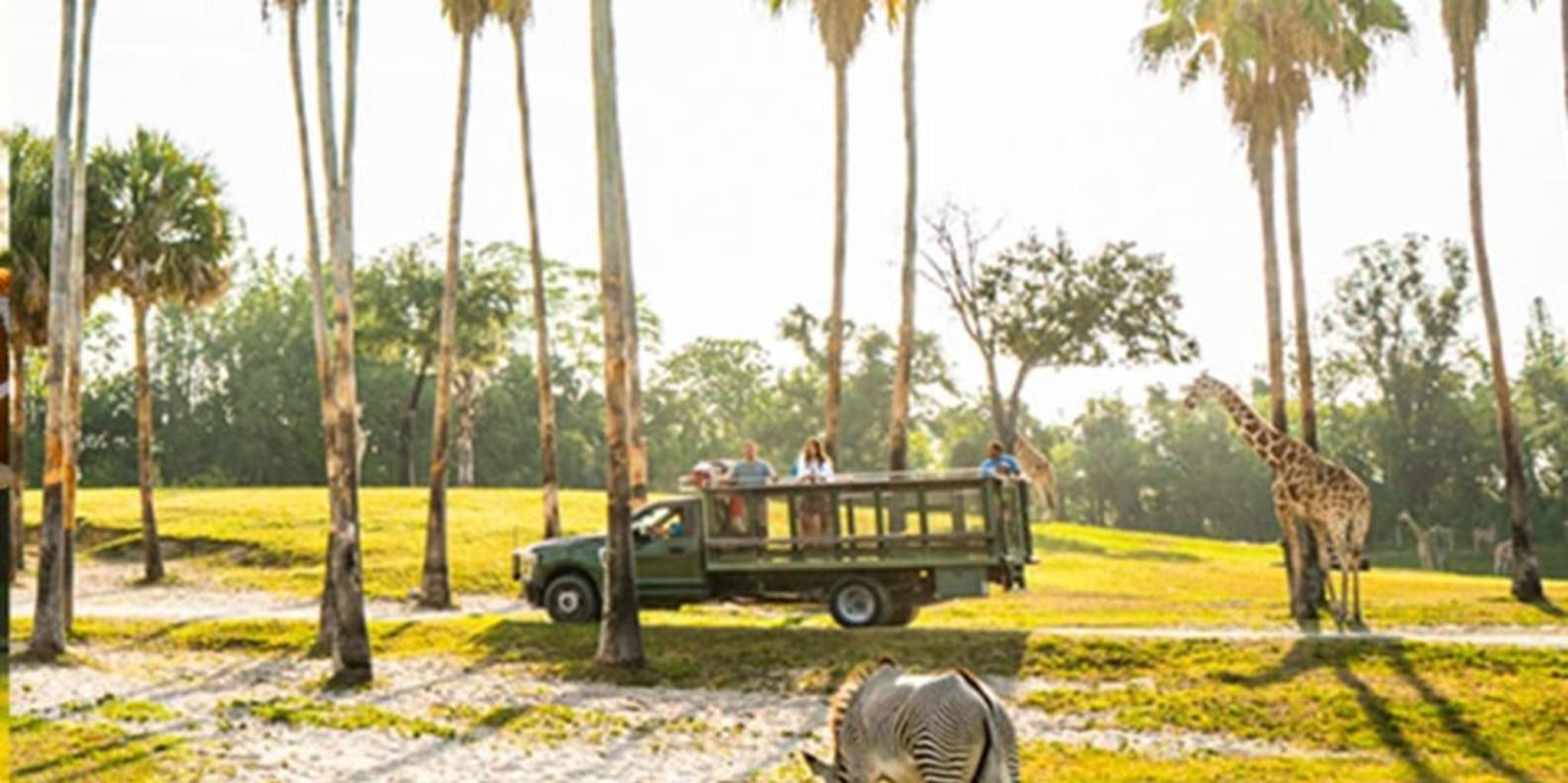 Tampa Serengeti Safari Tour 30 Min - Image 3