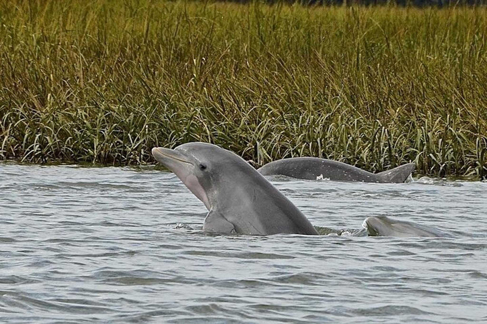 Hilton Head Boat and Kayak Adventure - Image 6