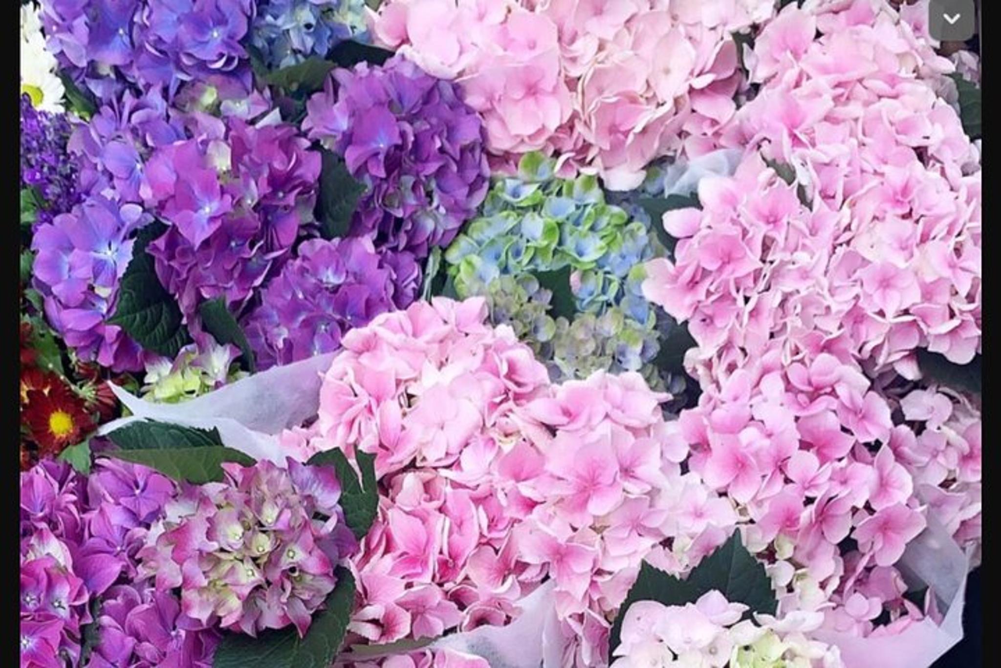 NYC Flower District Walking Tour - Image 3