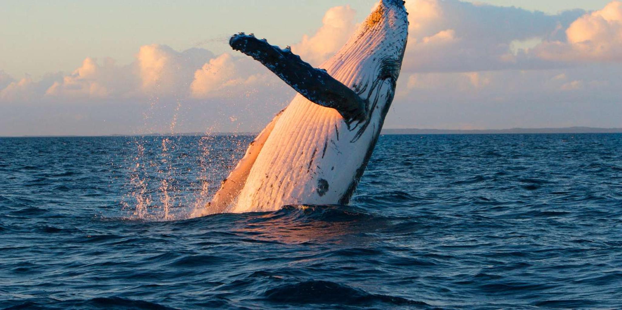 Kona Whale Watching Catamaran Cruise - Image 4
