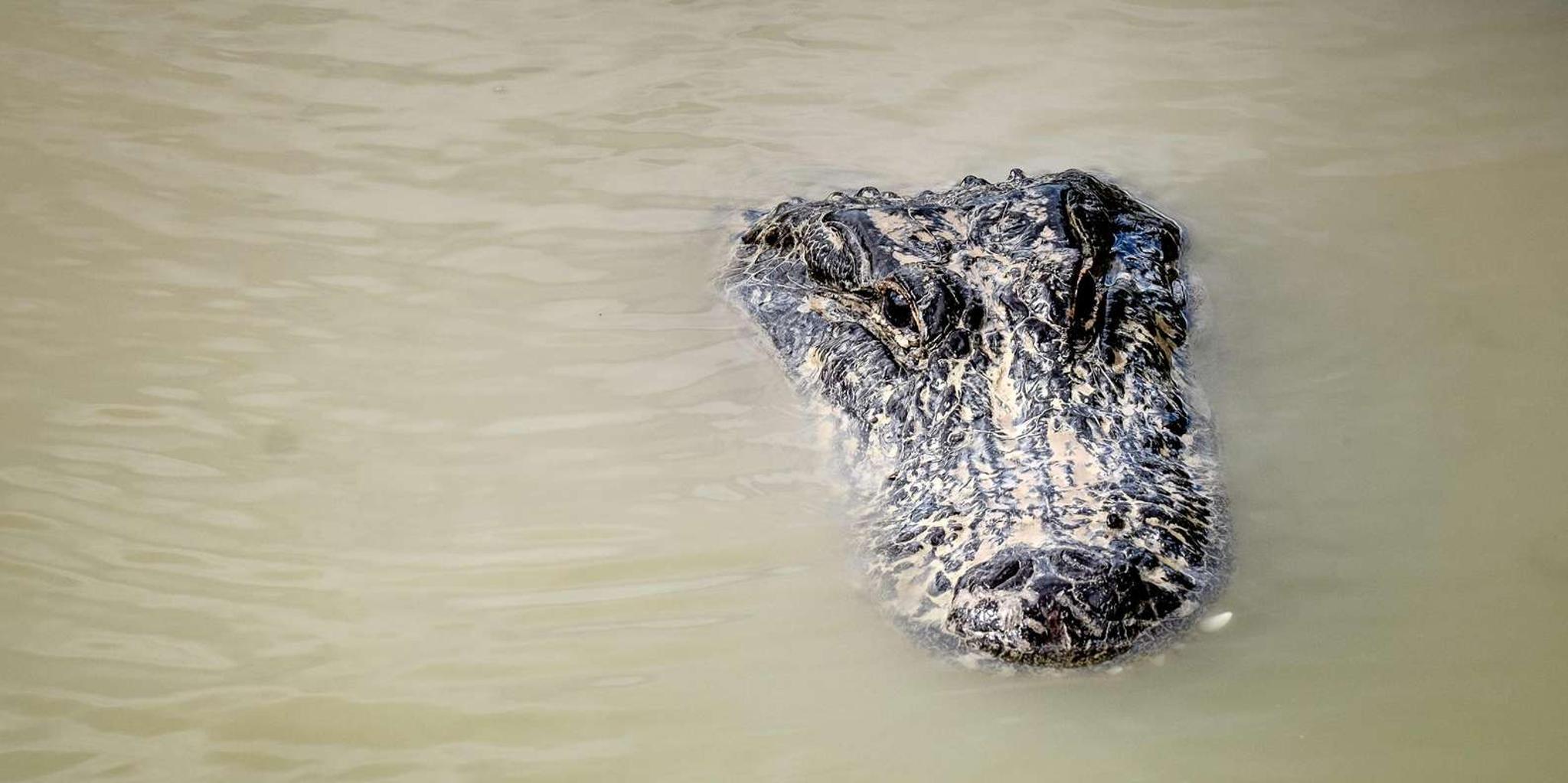 Miami Everglades Airboat Gator Spotting Tour - Image 4