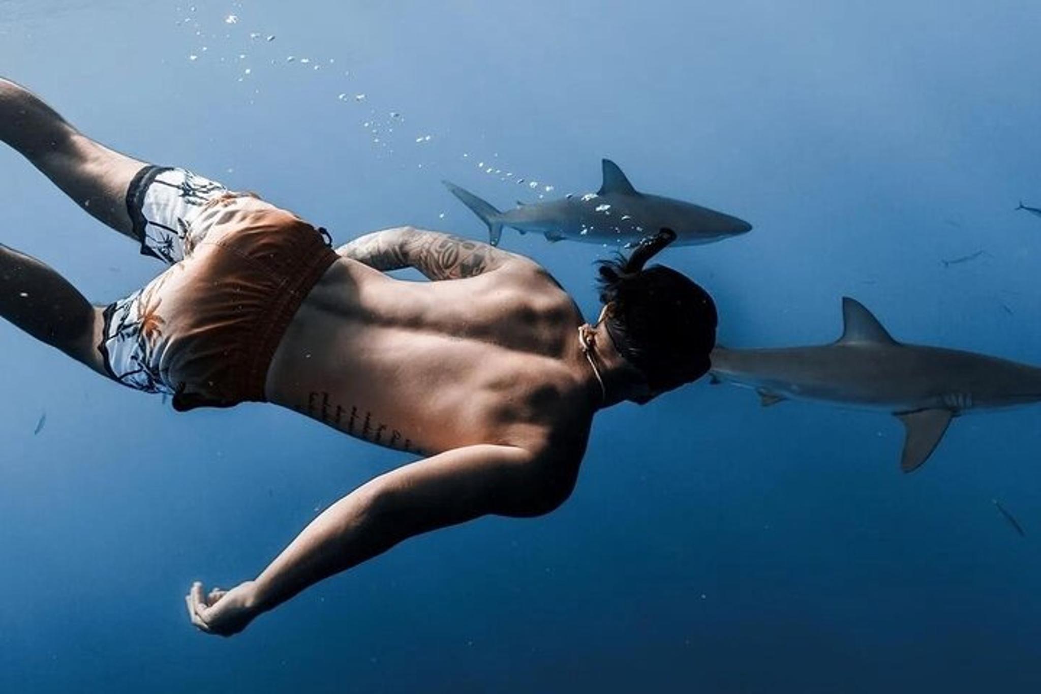 Oahu Shark Dive - Image 1