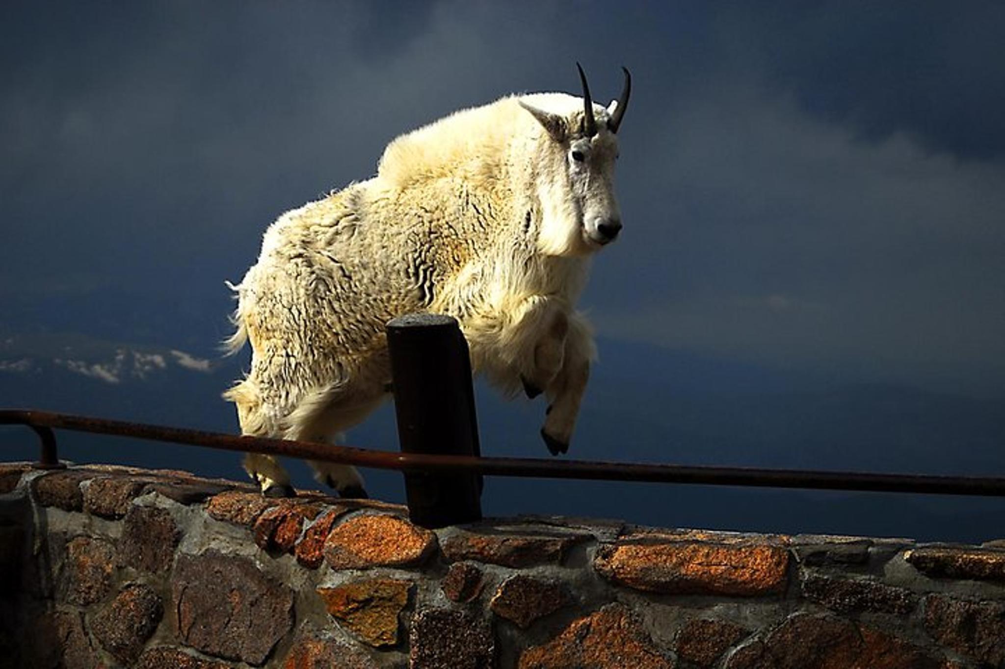 Denver Mount Blue Sky Tour - Image 5