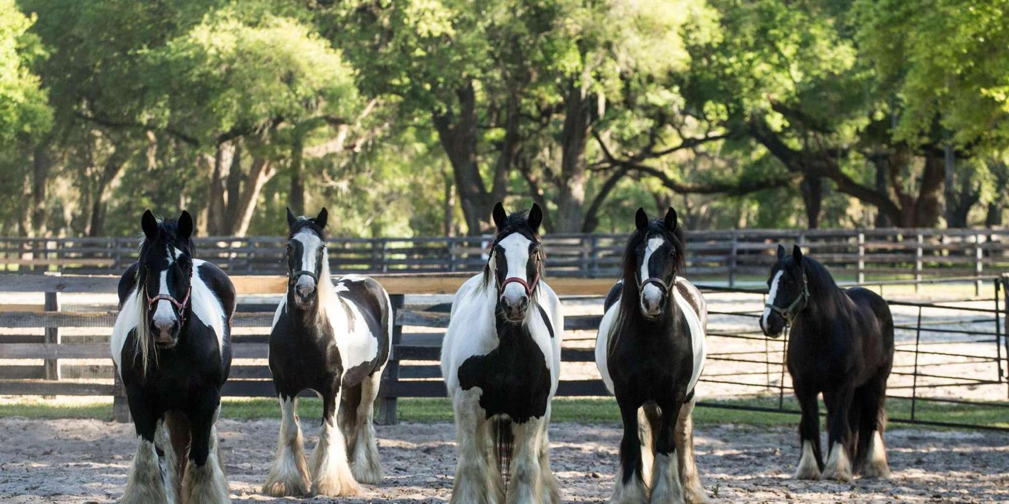 Ocala Gypsy Gold Horse Farm Tour - Image 6