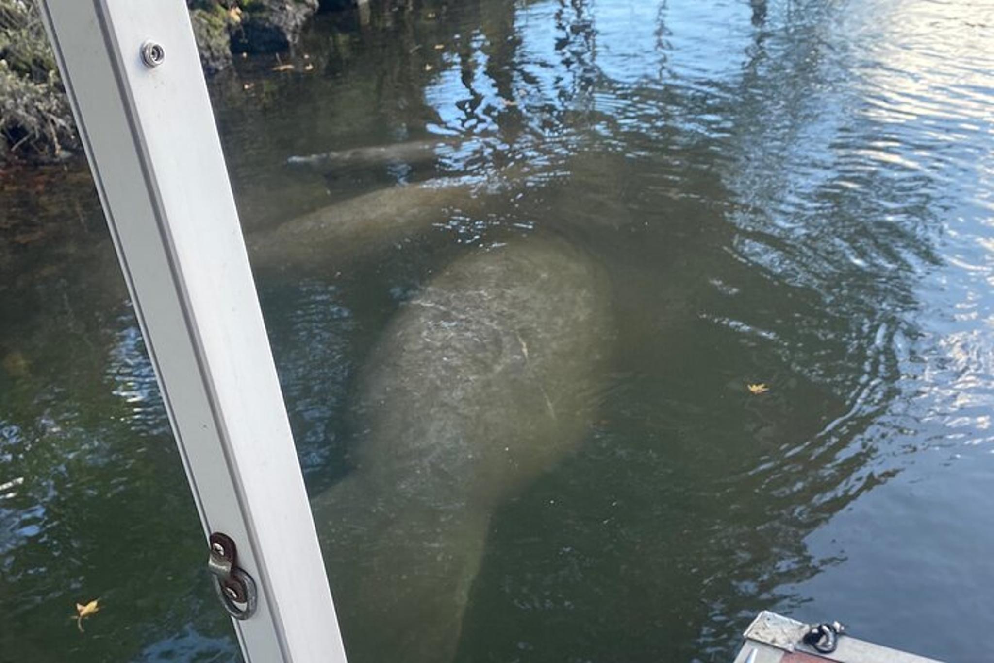 Crystal River Manatee Boat Tour - Image 3