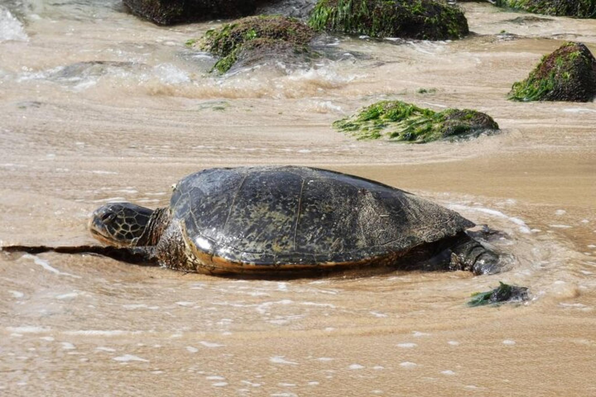 Oahu Circle Island Tour with Custom Itinerary - Image 3