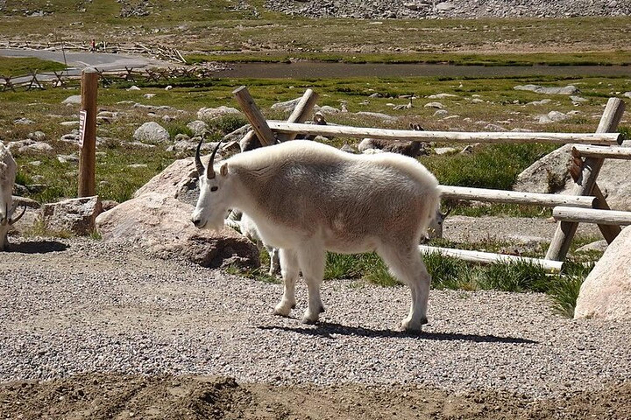 Denver Rocky Mountain National Park Private Day Tour - Image 2