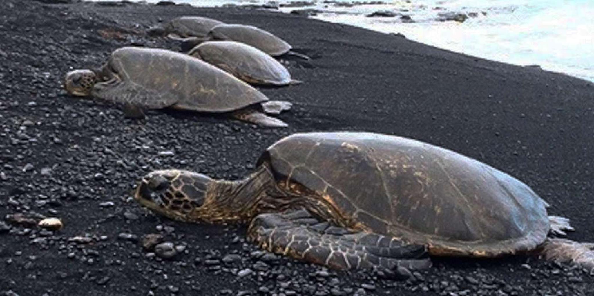 Hilo Snorkel Tour with Sea Turtles and Black Sand Beach - Image 3