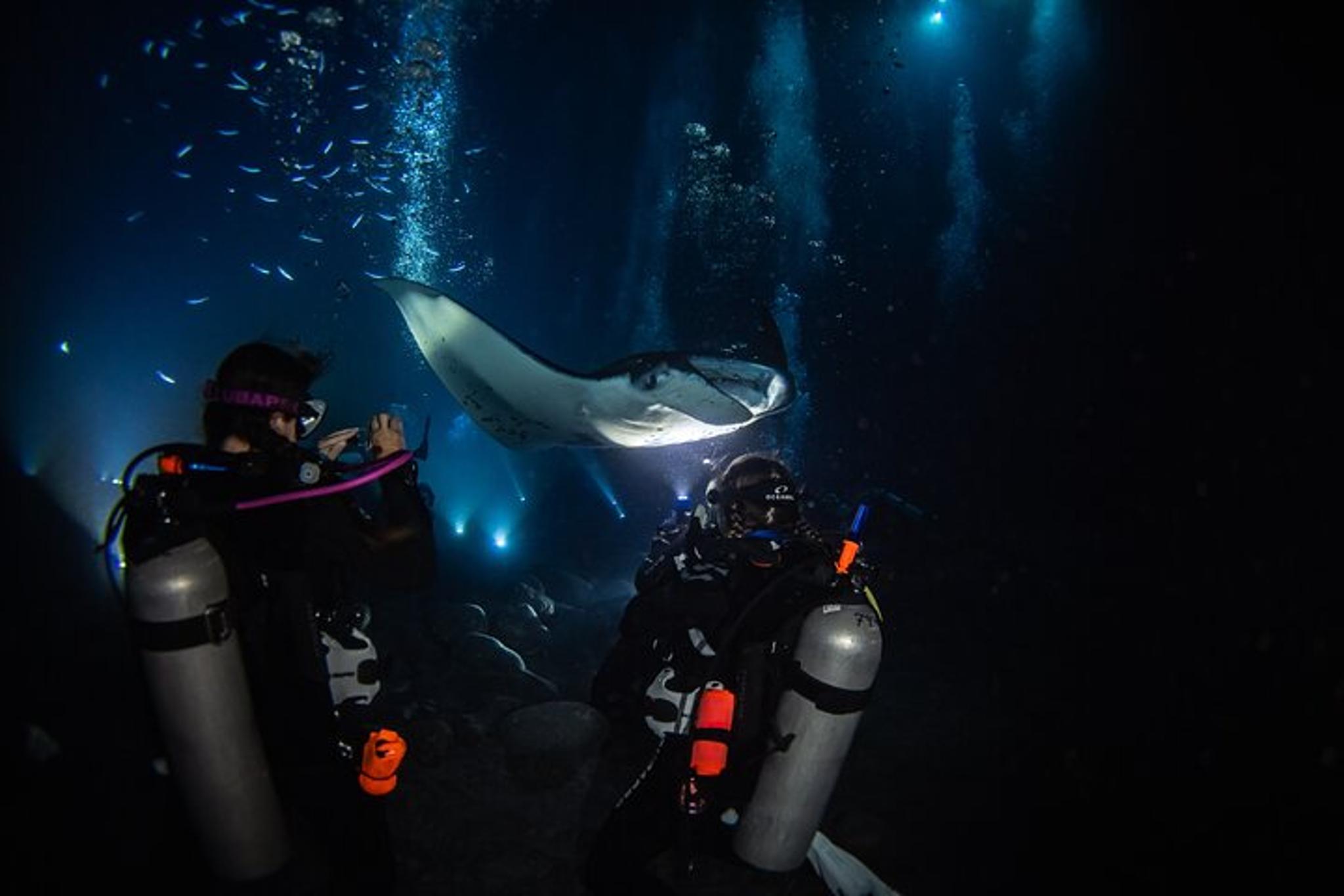 Hawaii Manta Night Dive and Snorkel 3 hr - Image 5