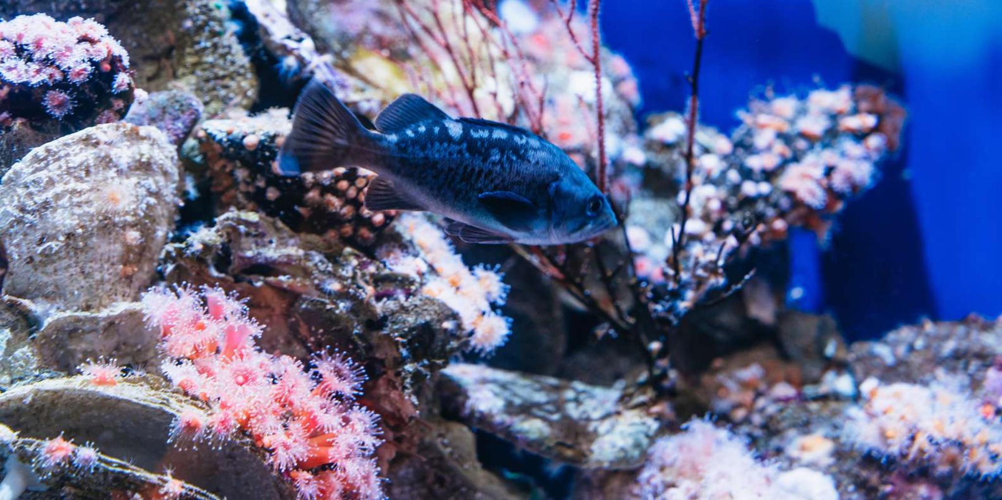 Long Beach Aquarium of the Pacific Entry - Image 3