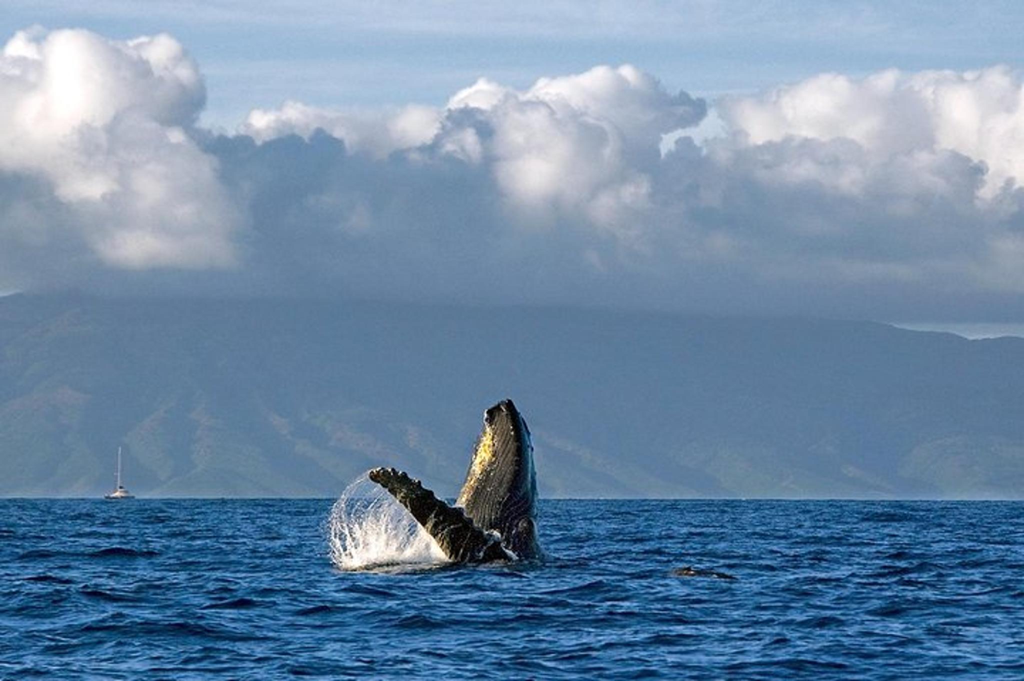 Maui Whale Watch Cruise Aboard Malolo
