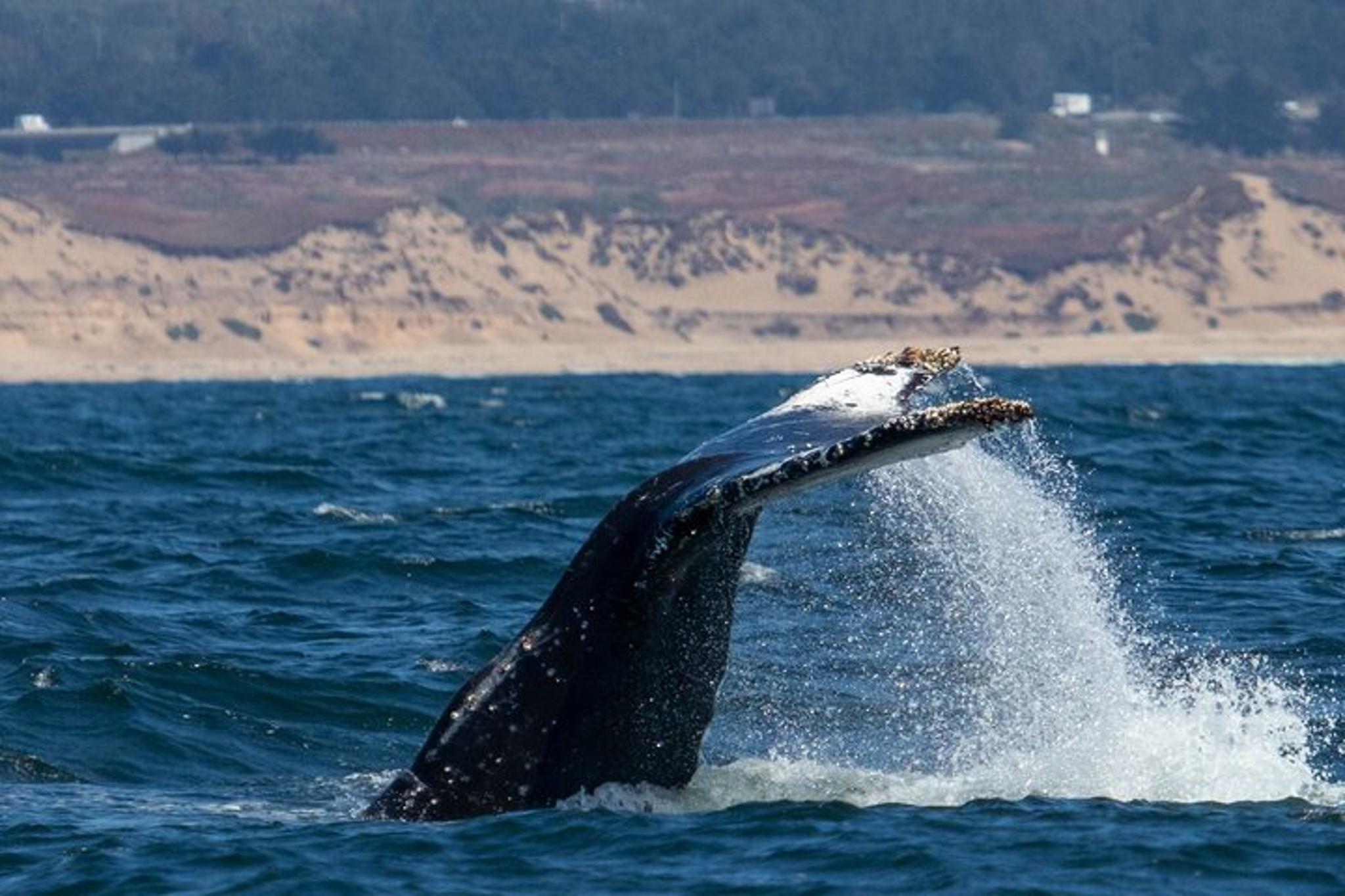 Monterey Whale Watching at Sunset - Image 4