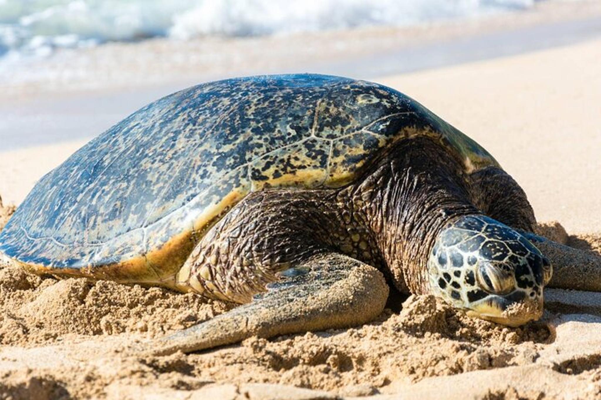 Oahu Circle Island Tour with Snorkeling - Image 6