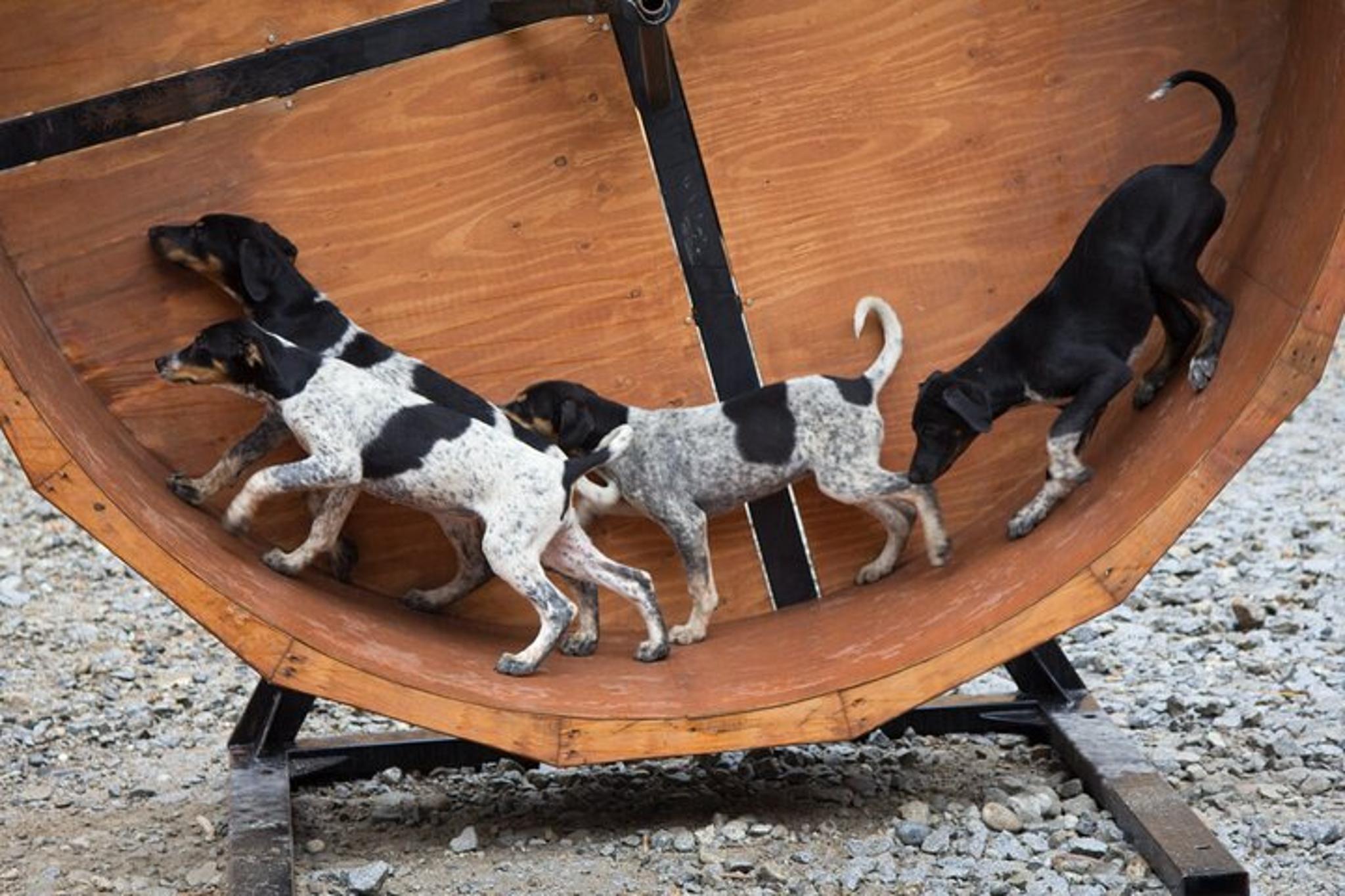 Skagway Dog Mushing and Gold Panning Adventure 3 hr - Image 2