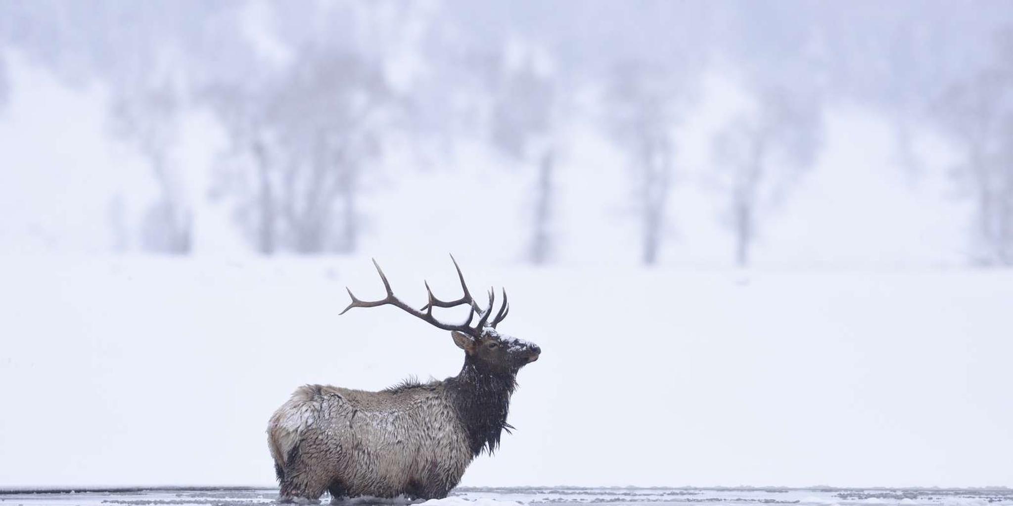 Jackson 4-Day Grand Teton and Yellowstone Winter Tour - Image 5