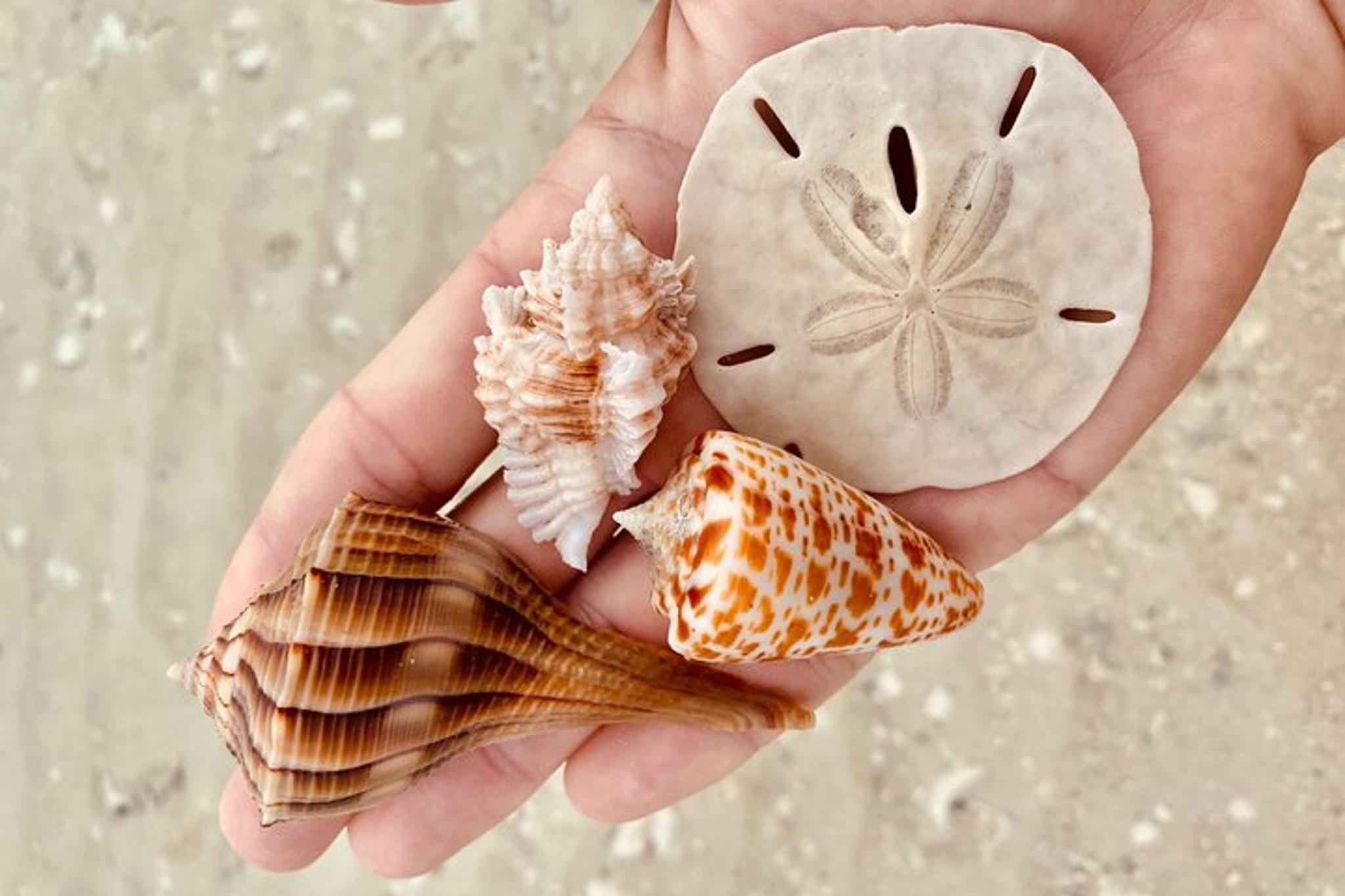 Marco Island Shelling and Dolphin Excursion - Image 4