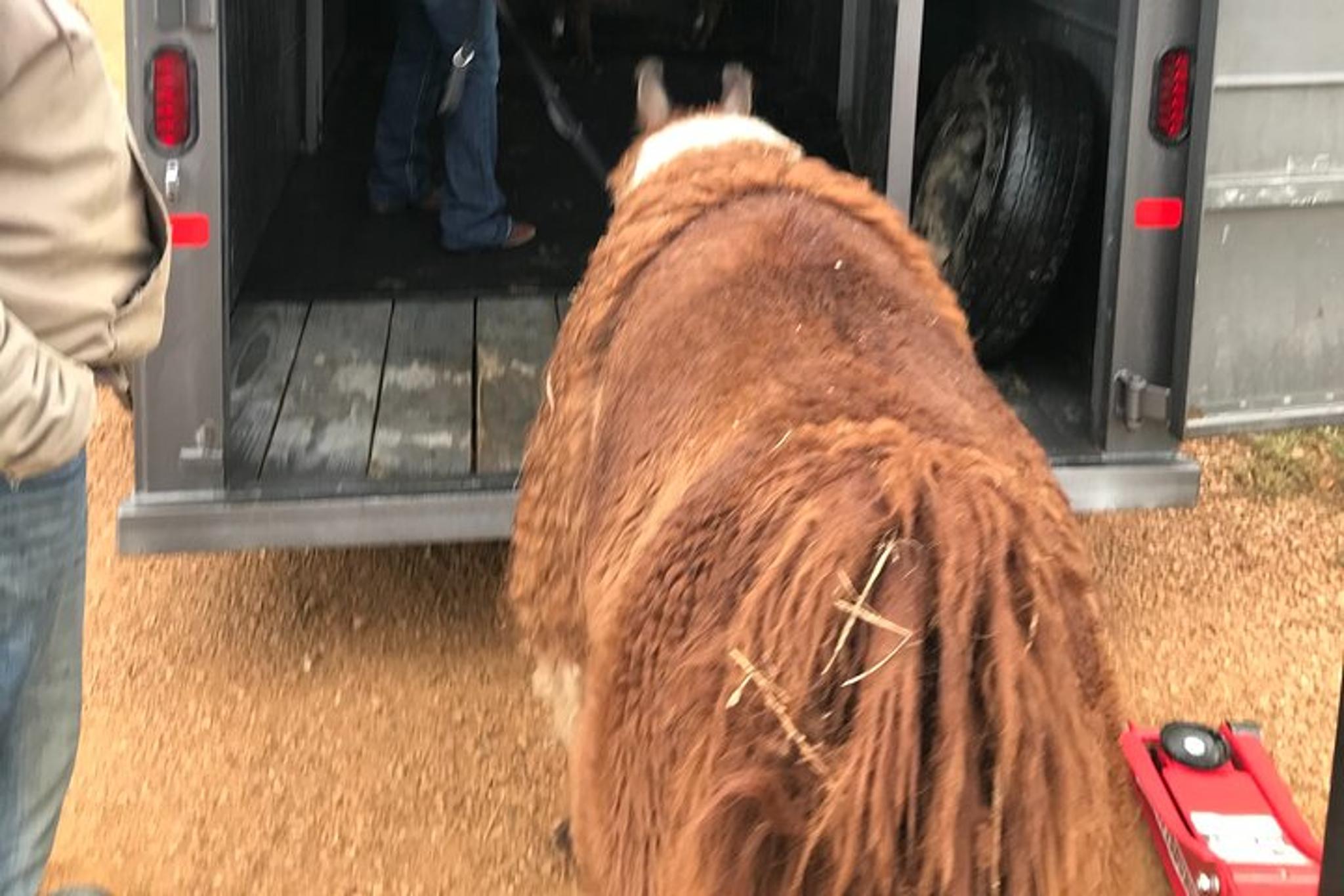 Montana Llama Encounter 60 min - Image 5