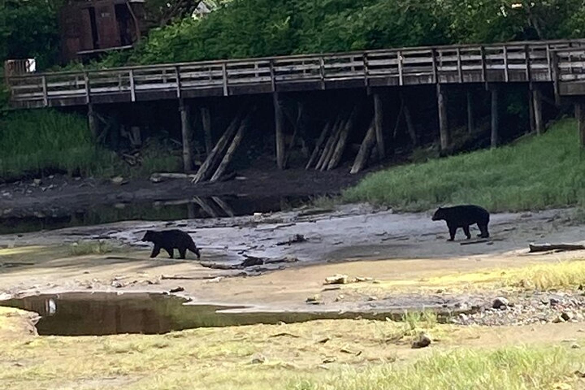 Ketchikan City Highlights and Wildlife Tour 2 hr - Image 3