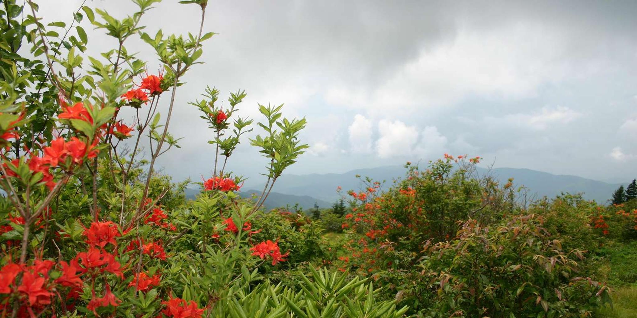 Gatlinburg Smoky Mountain Scenic Tour and Hike - Image 2