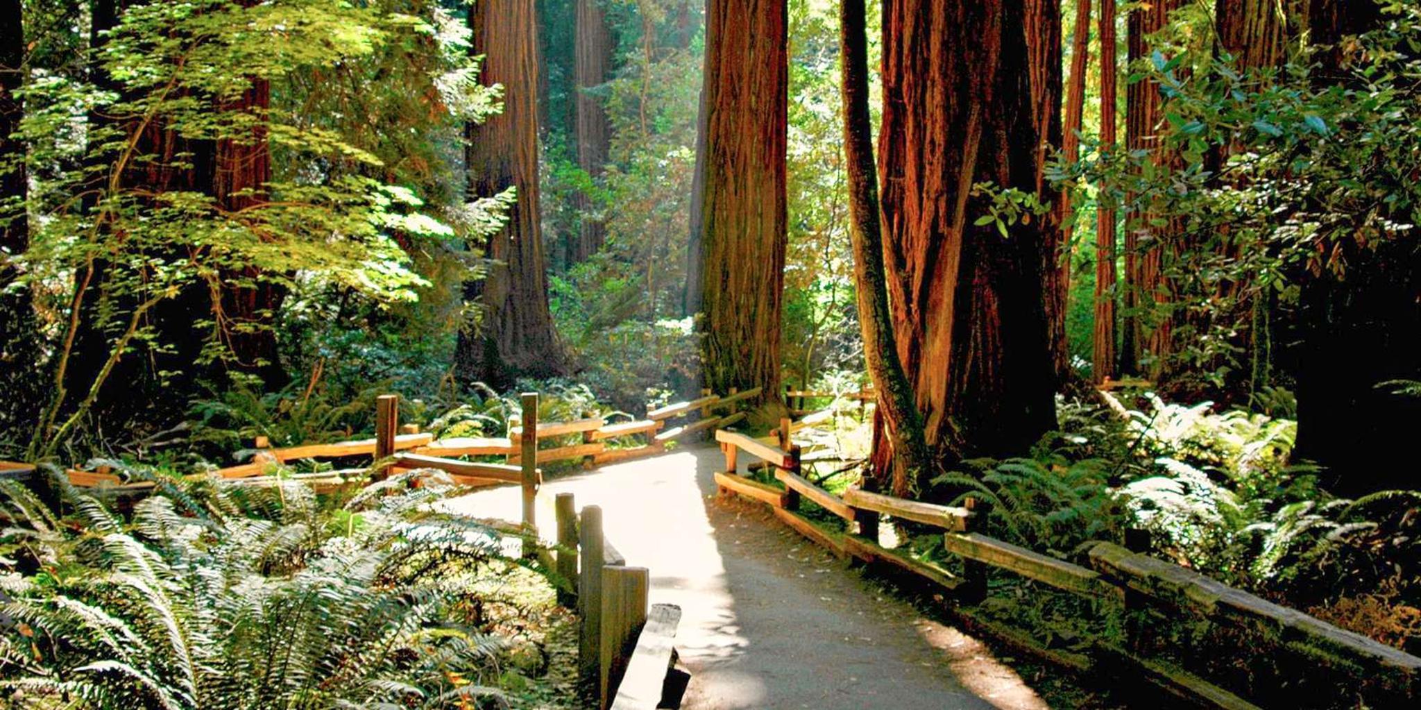 San Francisco Muir Woods and Sausalito Half-Day Tour
