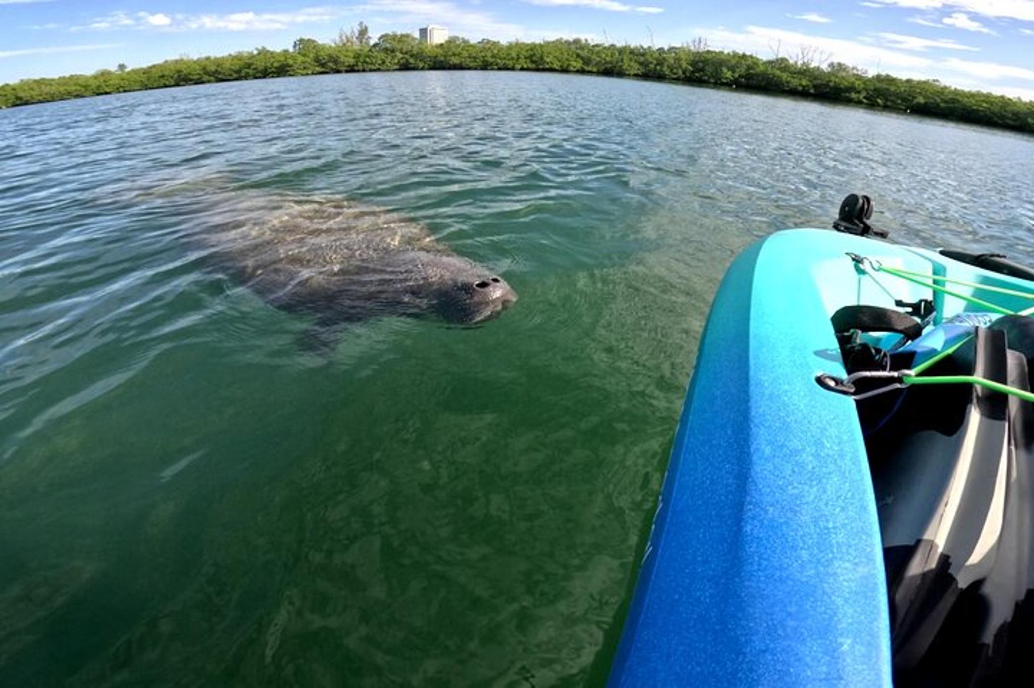 Sarasota Pedal Kayak Tour - Image 3