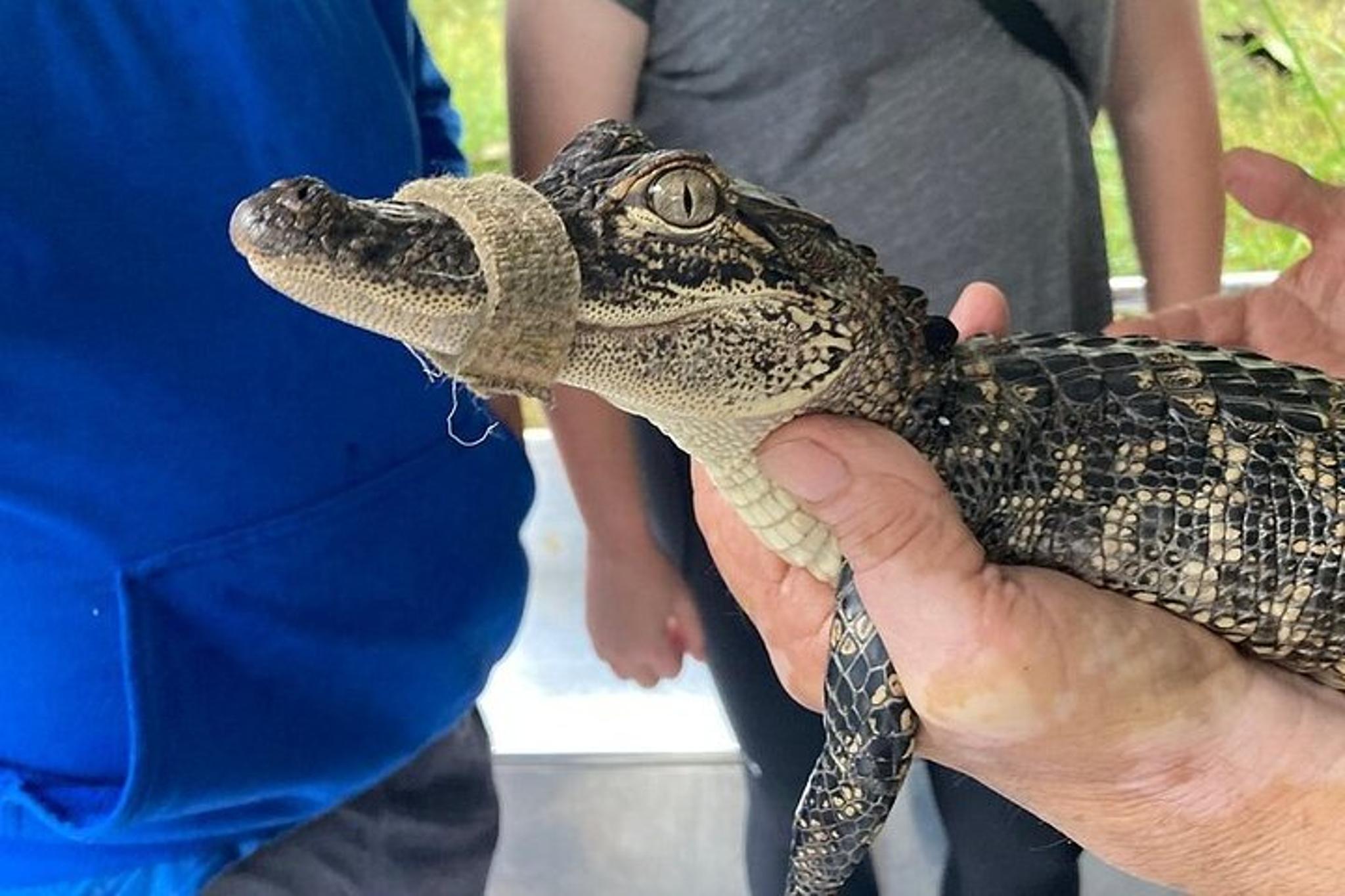 New Orleans Plantation and Swamp Tour - Image 6