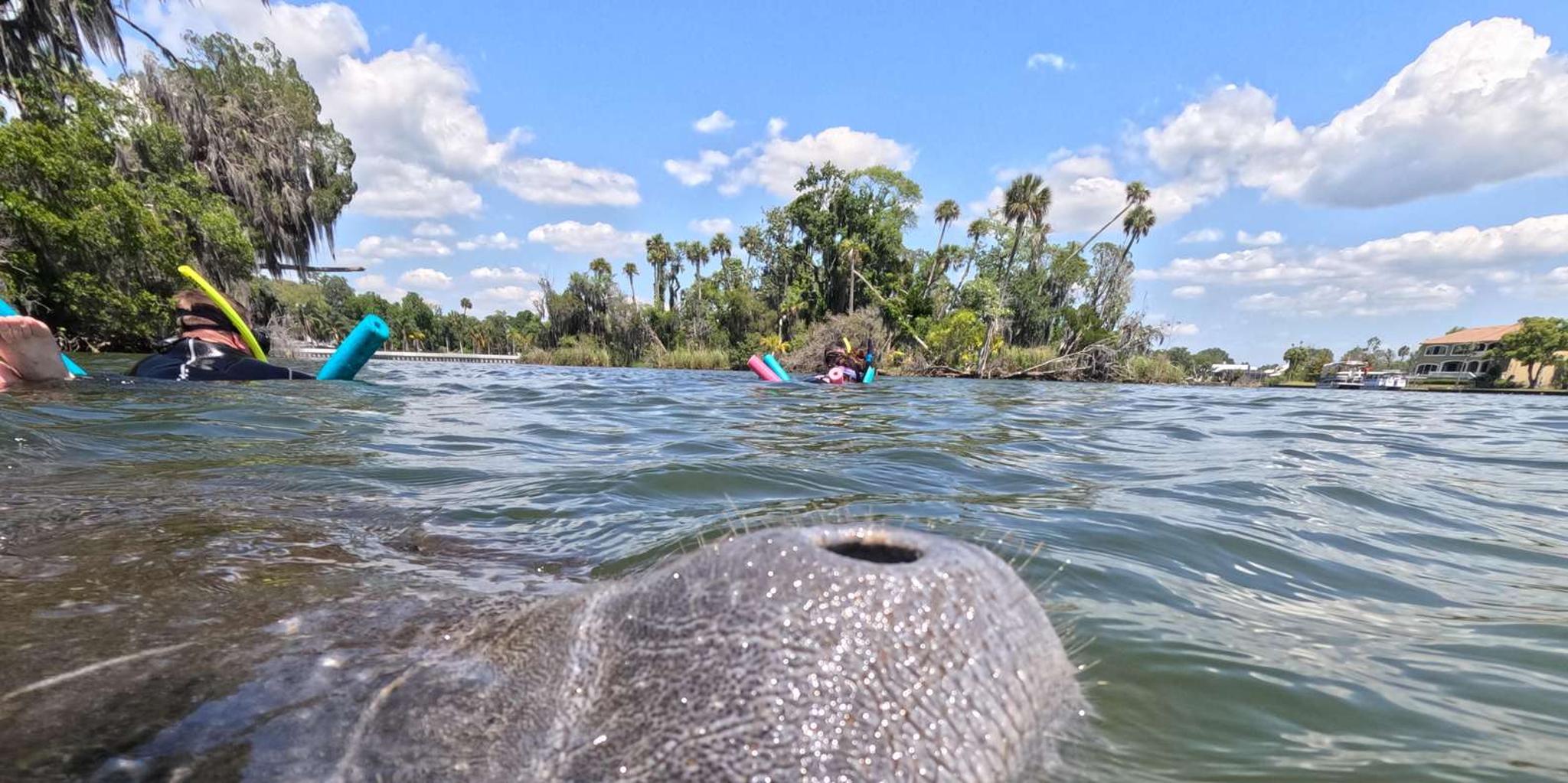 Crystal River Manatee Snorkeling Tour - Image 4