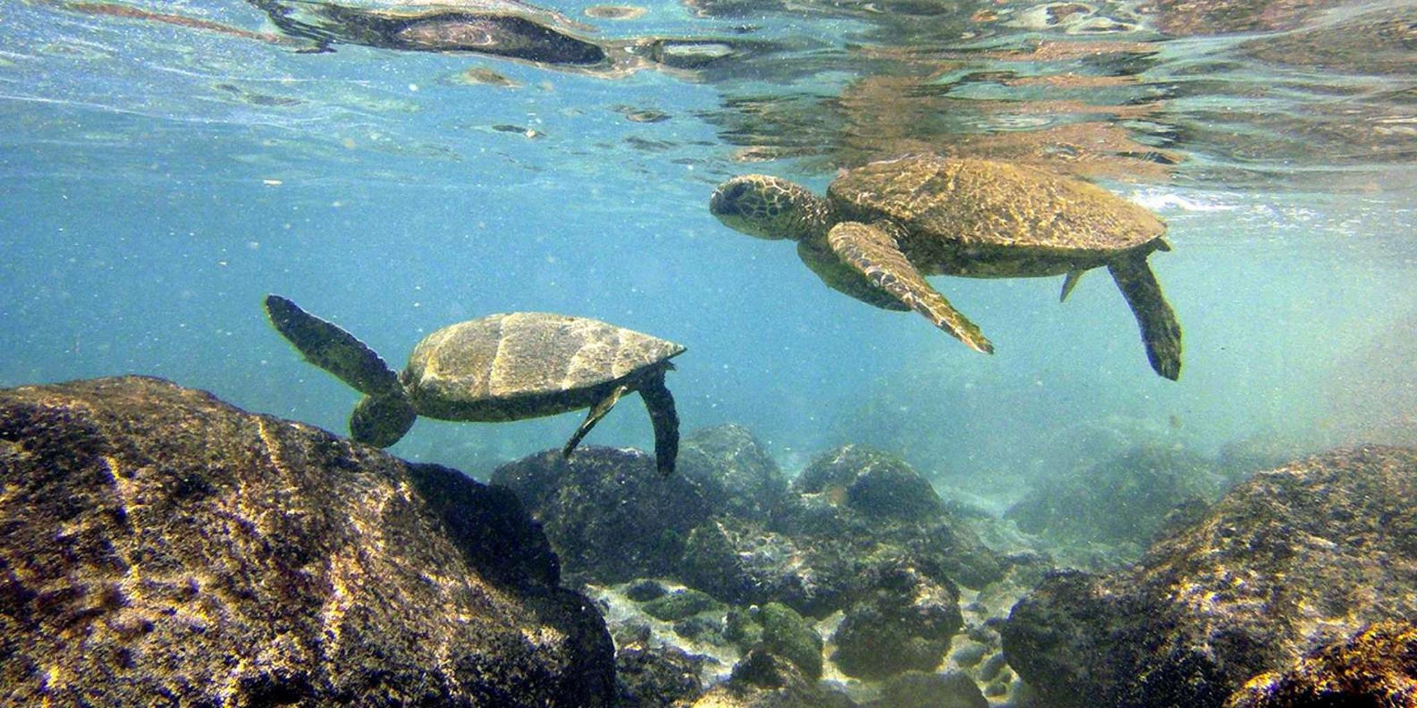 Kona Coast Snorkeling Tour with Lunch - Image 2
