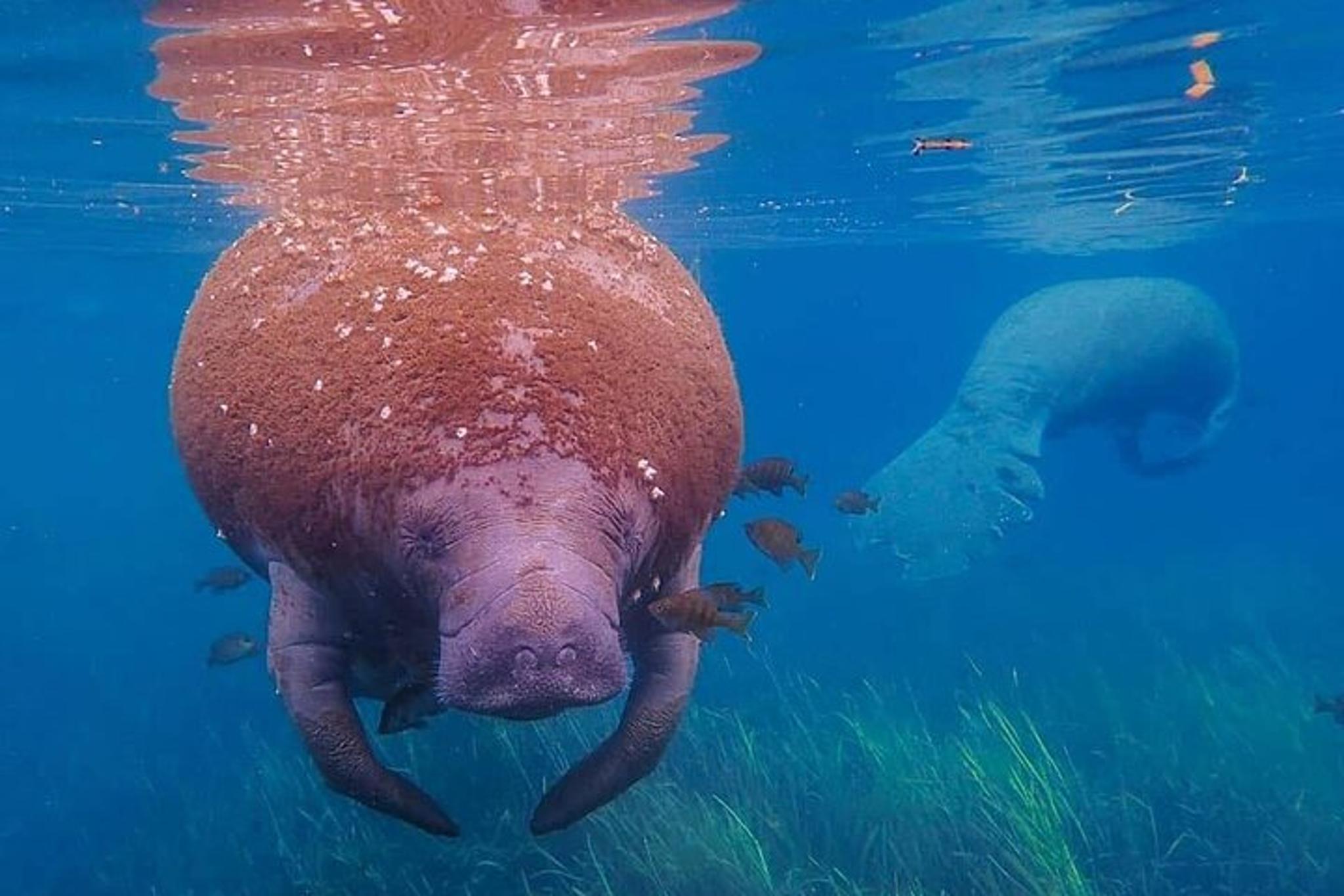 Crystal River Manatee Snorkel Tour with Free Photos - Image 4