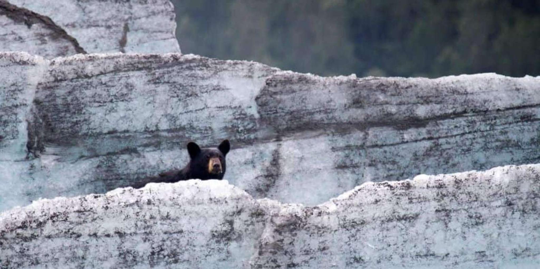 Girdwood Bears, Trains, and Icebergs Tour - Image 5
