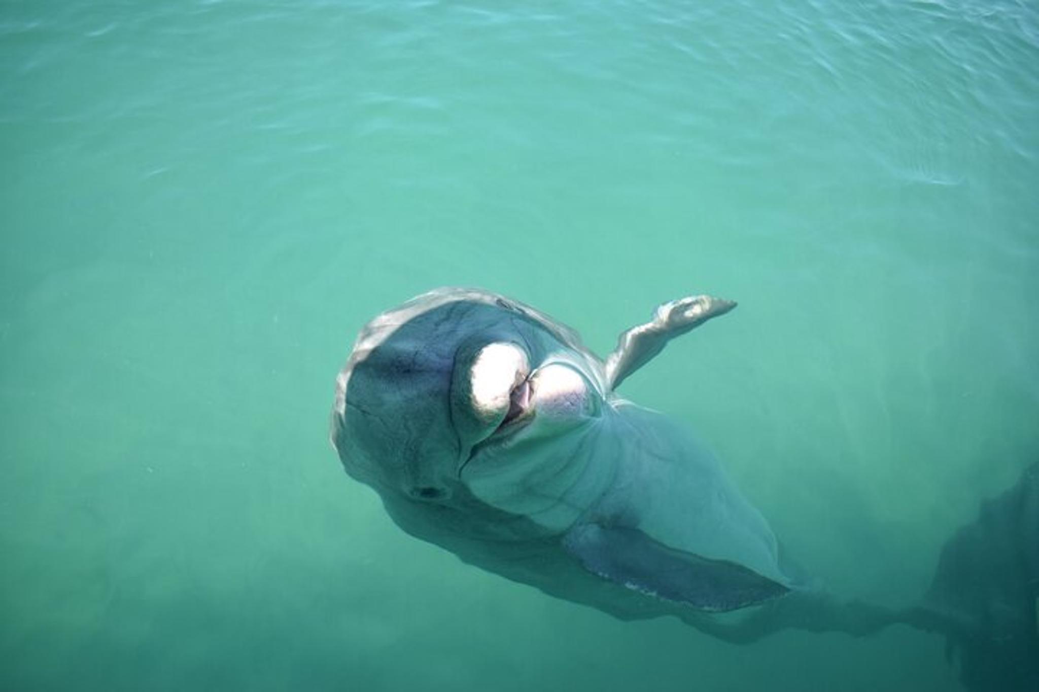 Fort Myers Beach Dolphin Cruise at Sunset 2 hr - Image 5