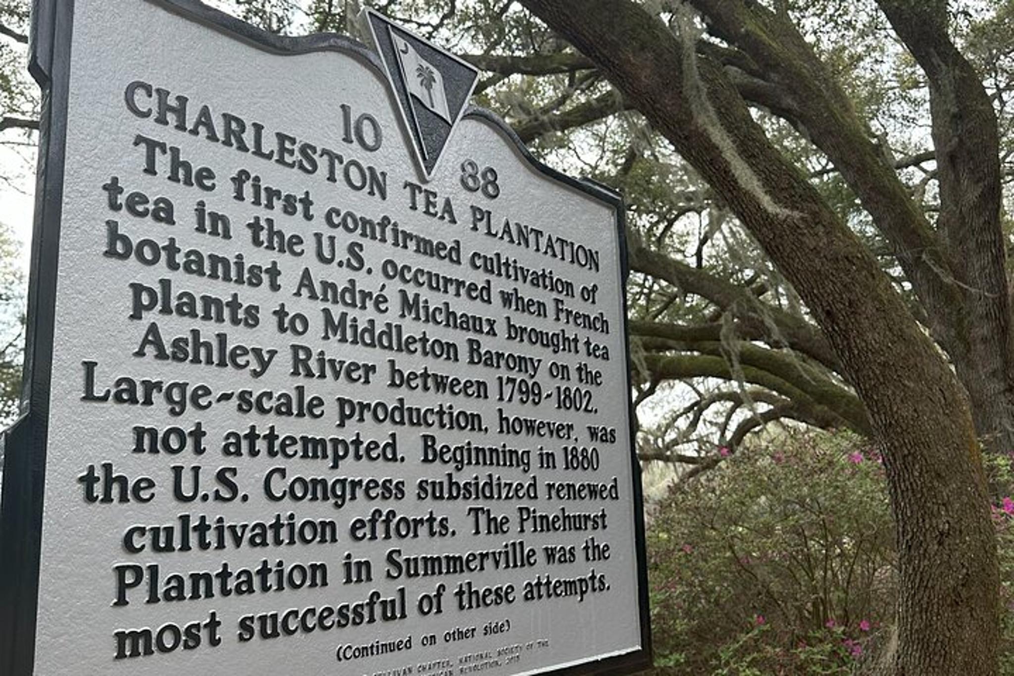 Charleston Tea Plantation and Winery Tour - Image 2