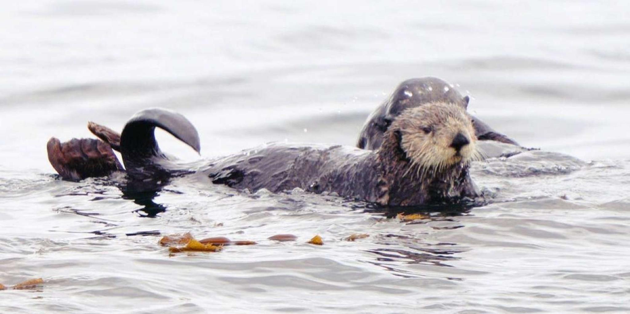 Sitka Wildlife Boat Tour - Image 2