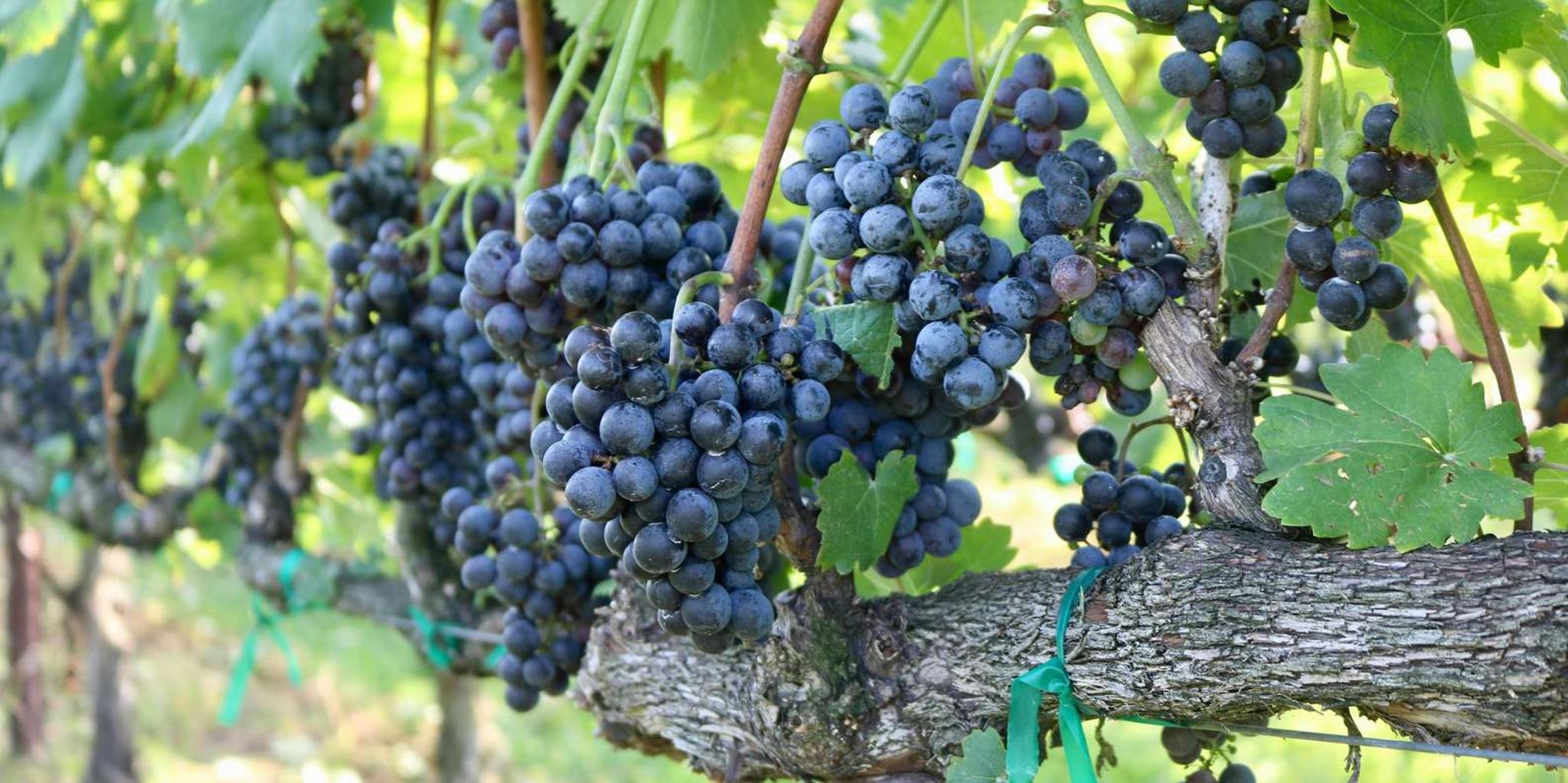 San Francisco to Los Angeles National Parks Tour - Image 5