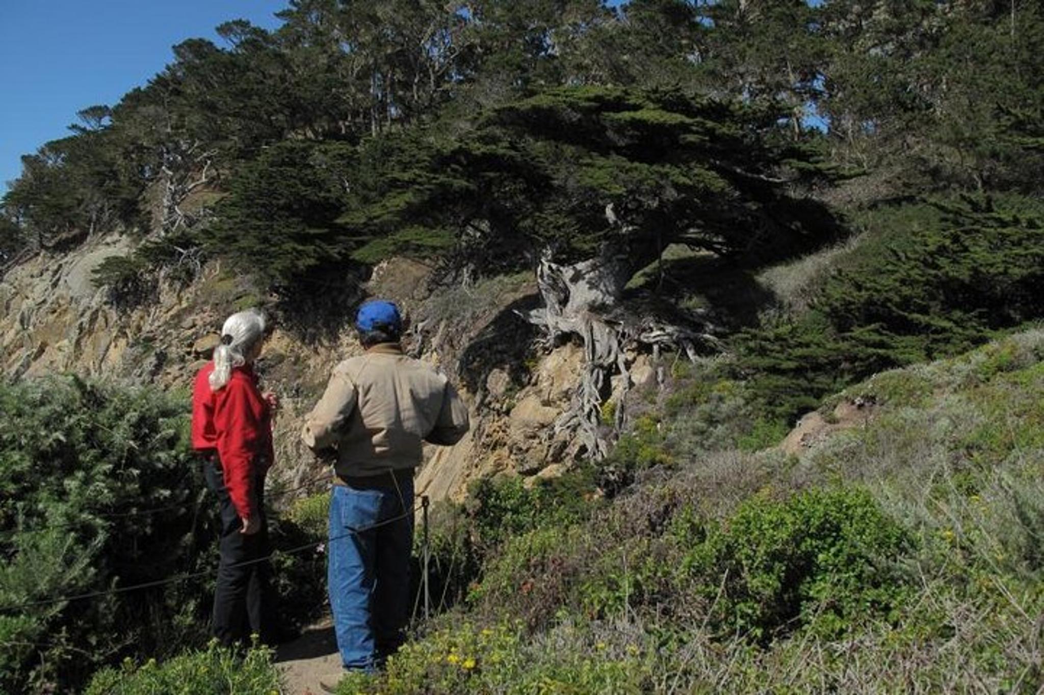 Point Lobos Nature Walk 2 hr - Image 4