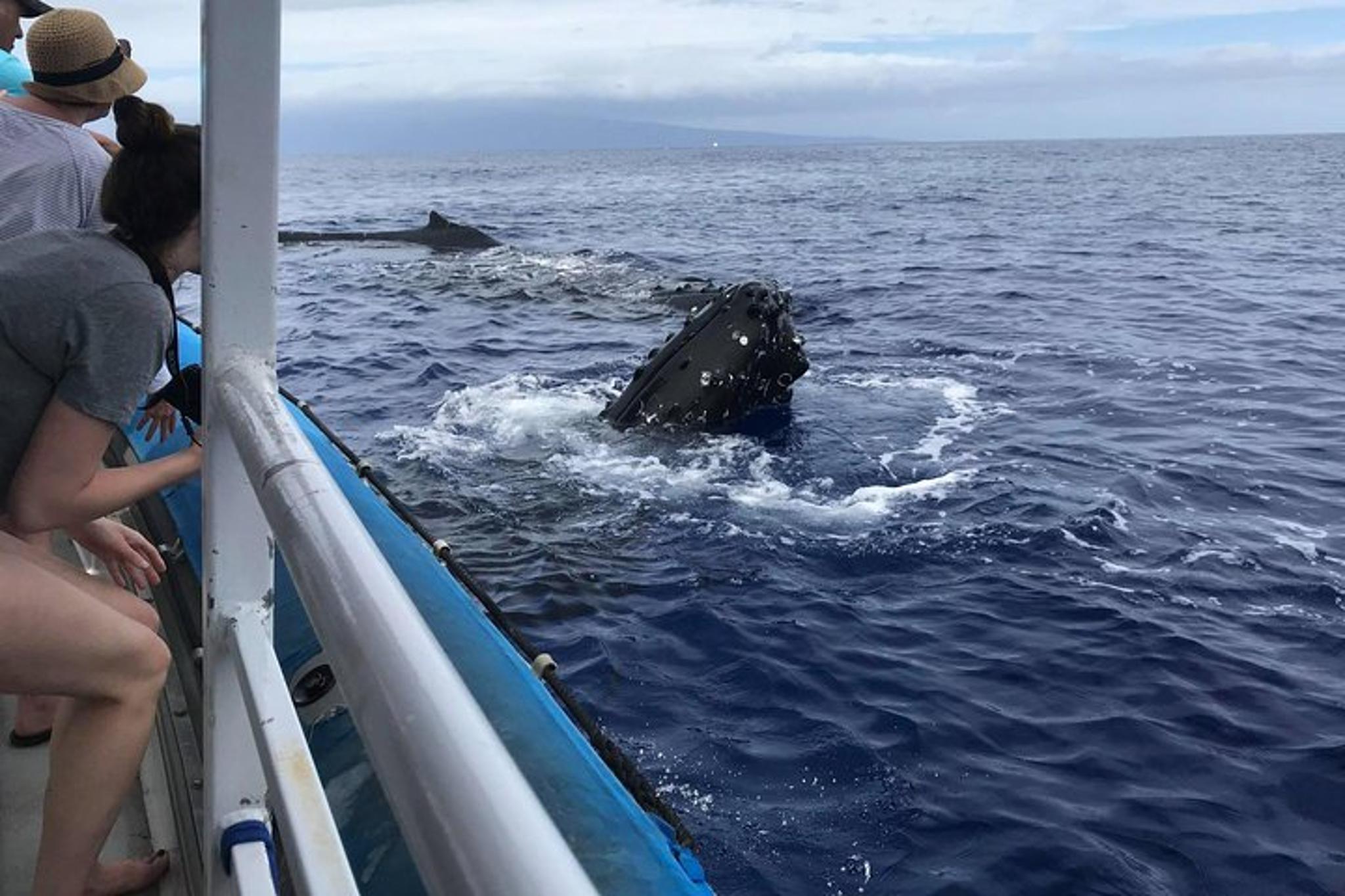 Ma'alaea Harbor Whale Watching Tour - Image 6