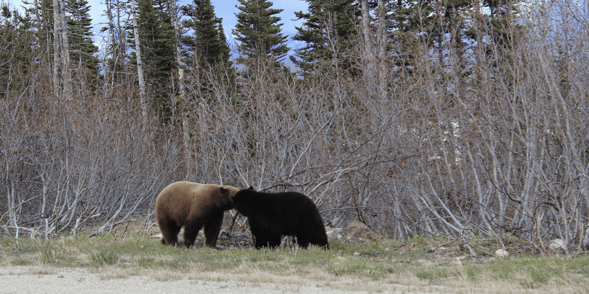 Skagway White Pass & Gold Rush Adventure - Image 3