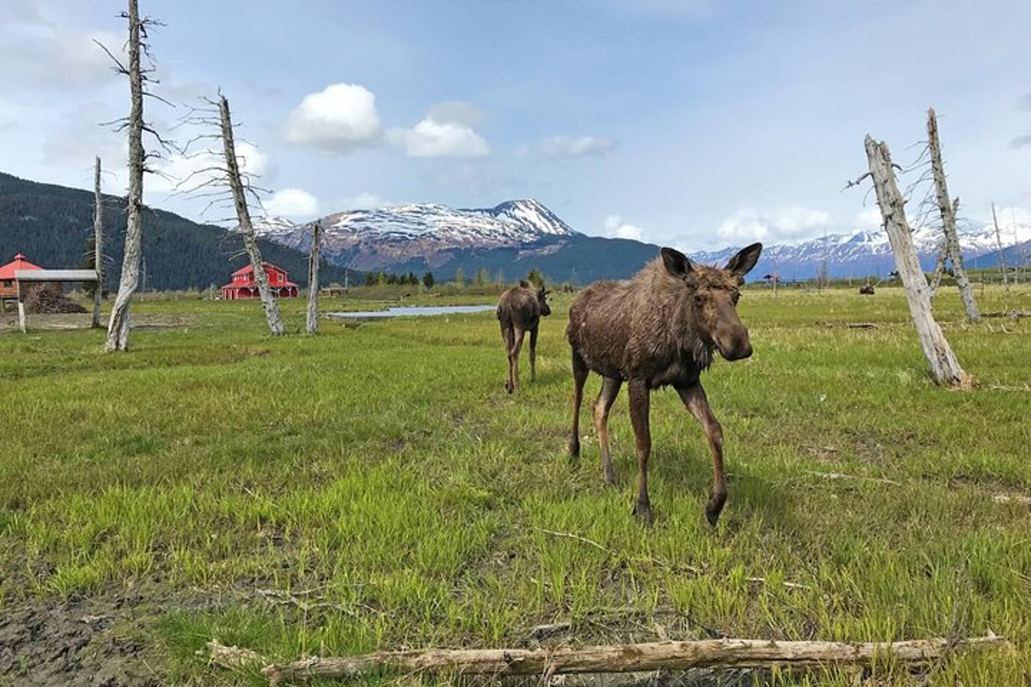 Anchorage Wildlife Adventure to Seward
