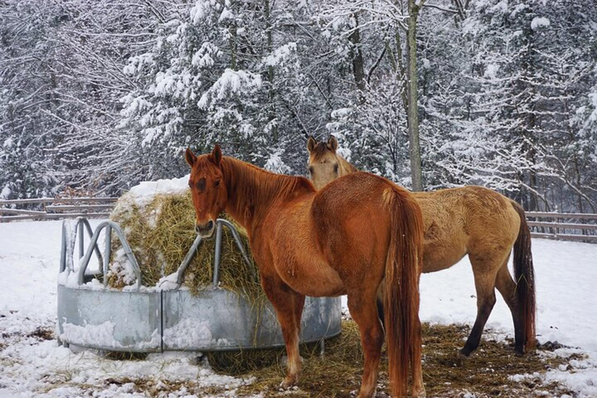 Catskills Farm Tour with Rescue Animals - Image 4