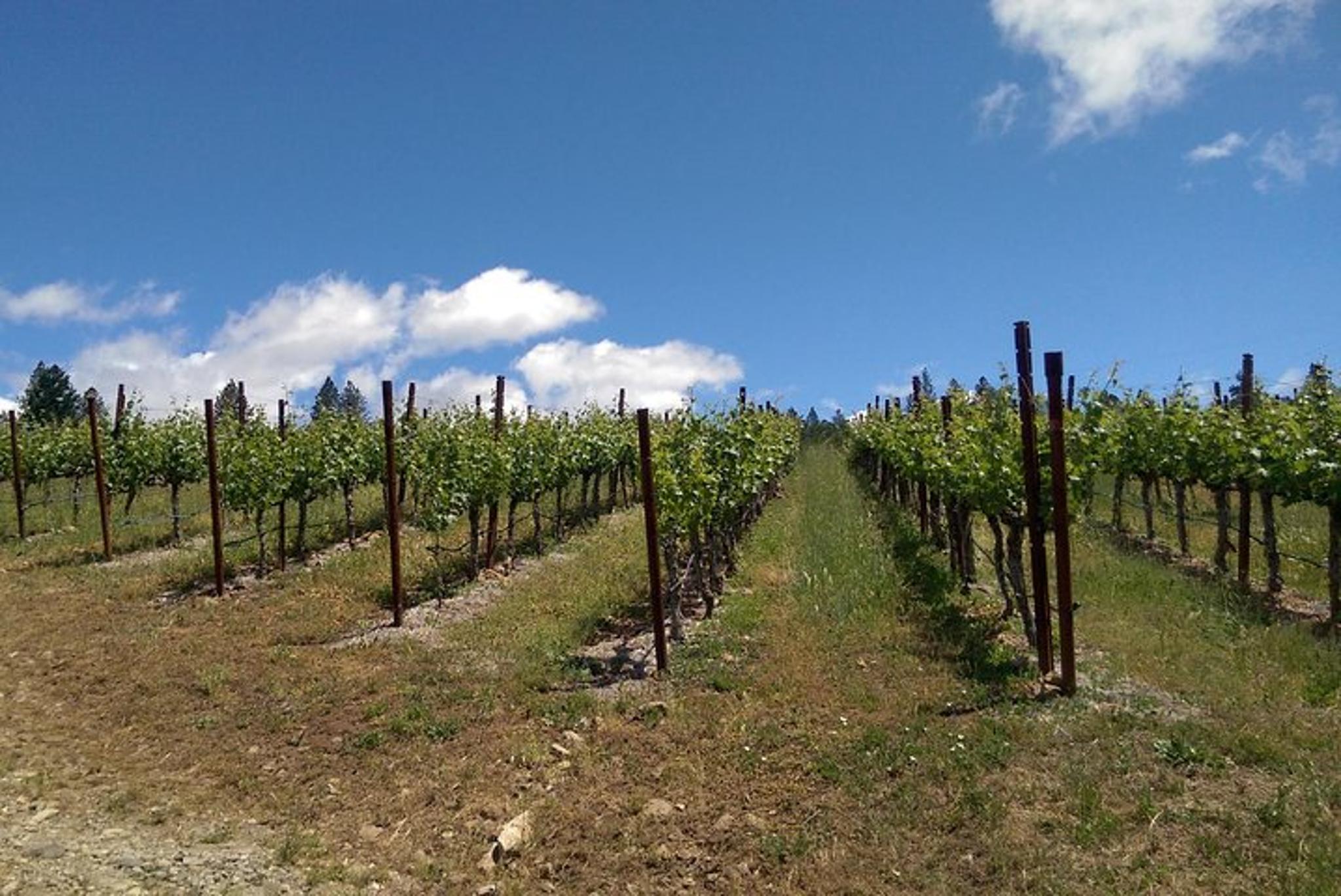 Napa Wine Tour in Private Limousine 6 hr - Image 4